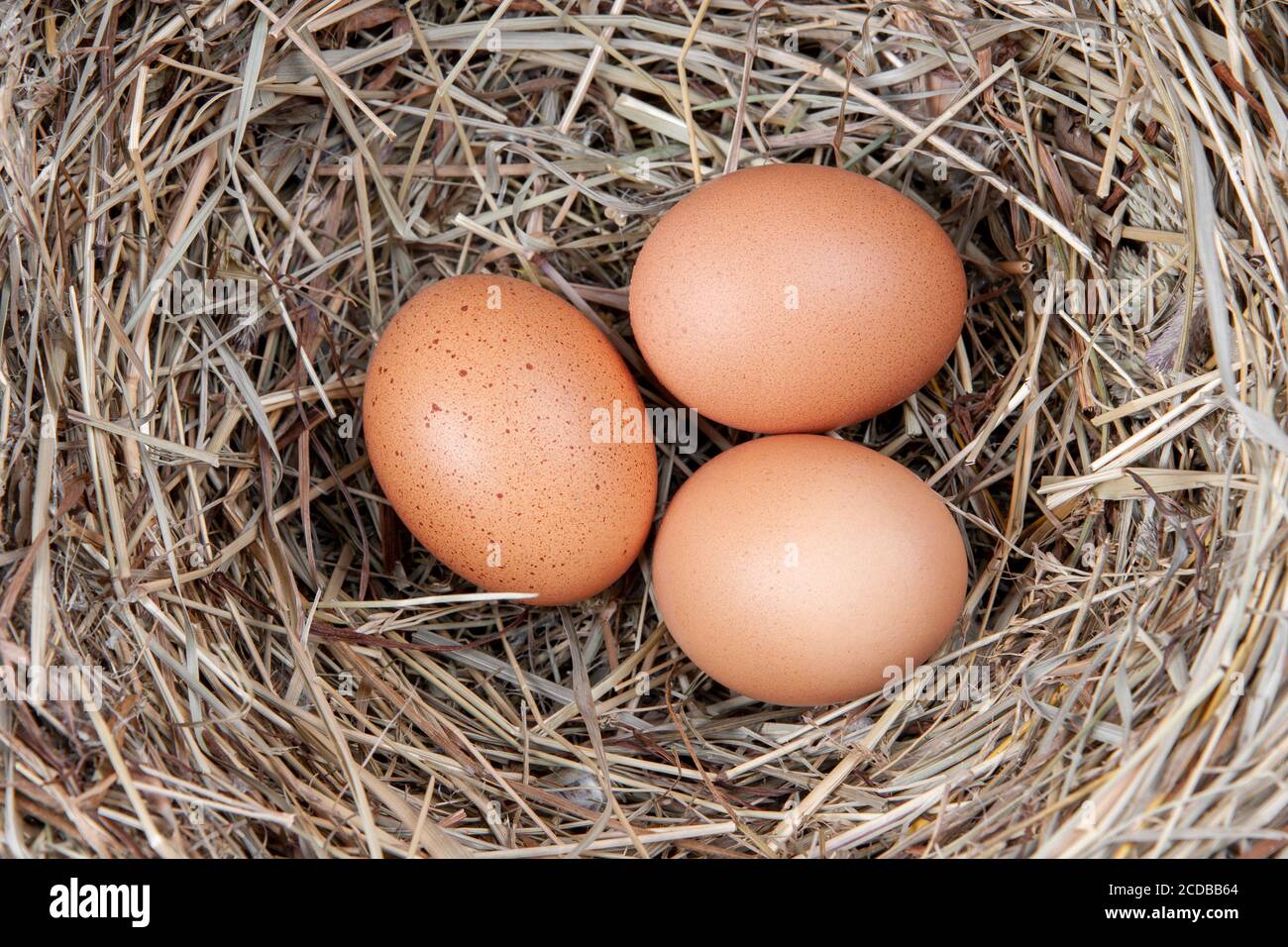 Brown chicken eggs in a straw nest Stock Photo - Alamy