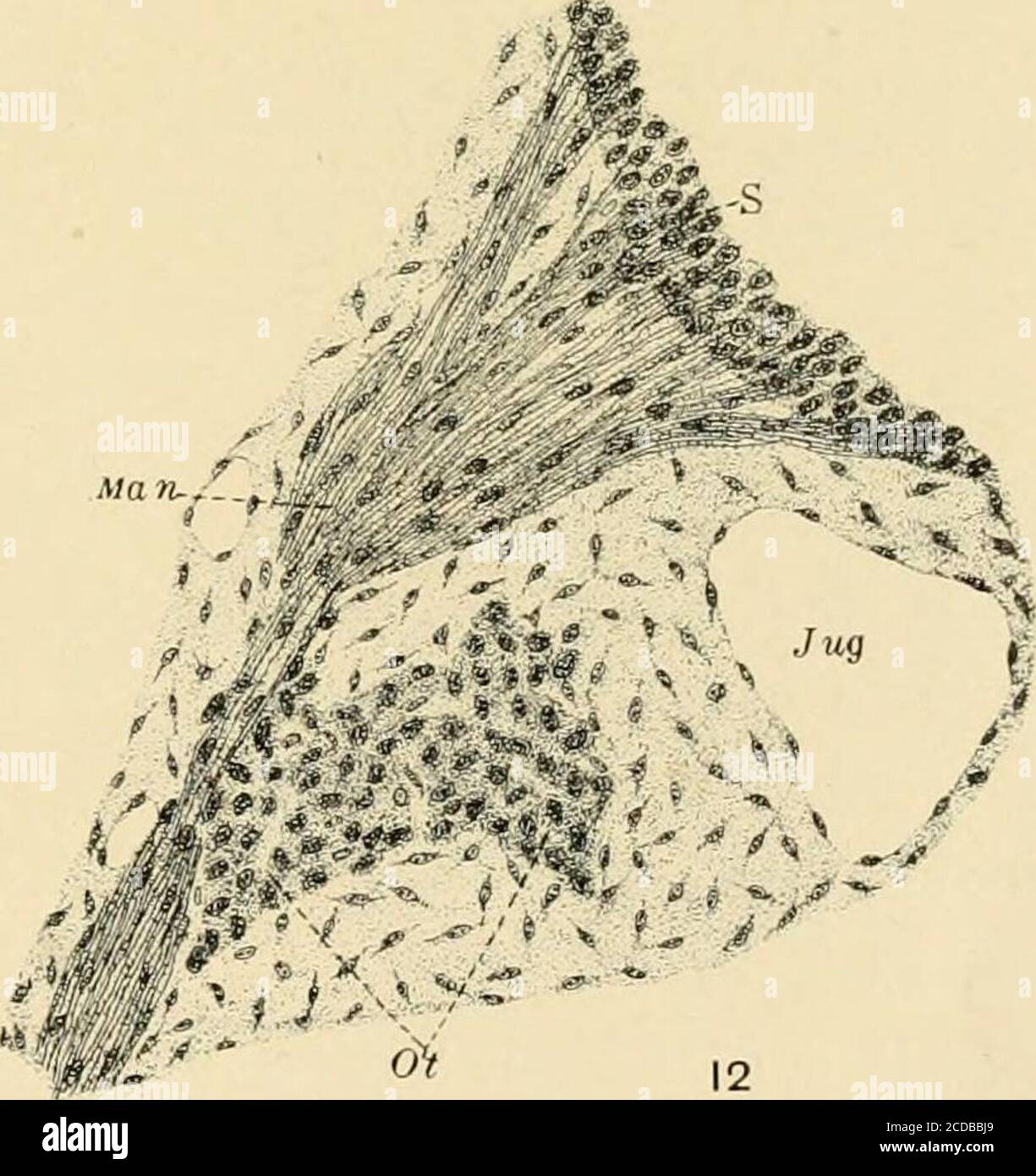 . Journal of comparative neurology . Fig. 11 Parasagittal section near  median surface of mandibular nerve, embryoof pig 17 mm. in length. E,  eustachian tube; Jug, jugular vein; Man, mandibu-lar nerve; Ot, otic  ganglion; *S, semilunar ganglion. Fig. 12