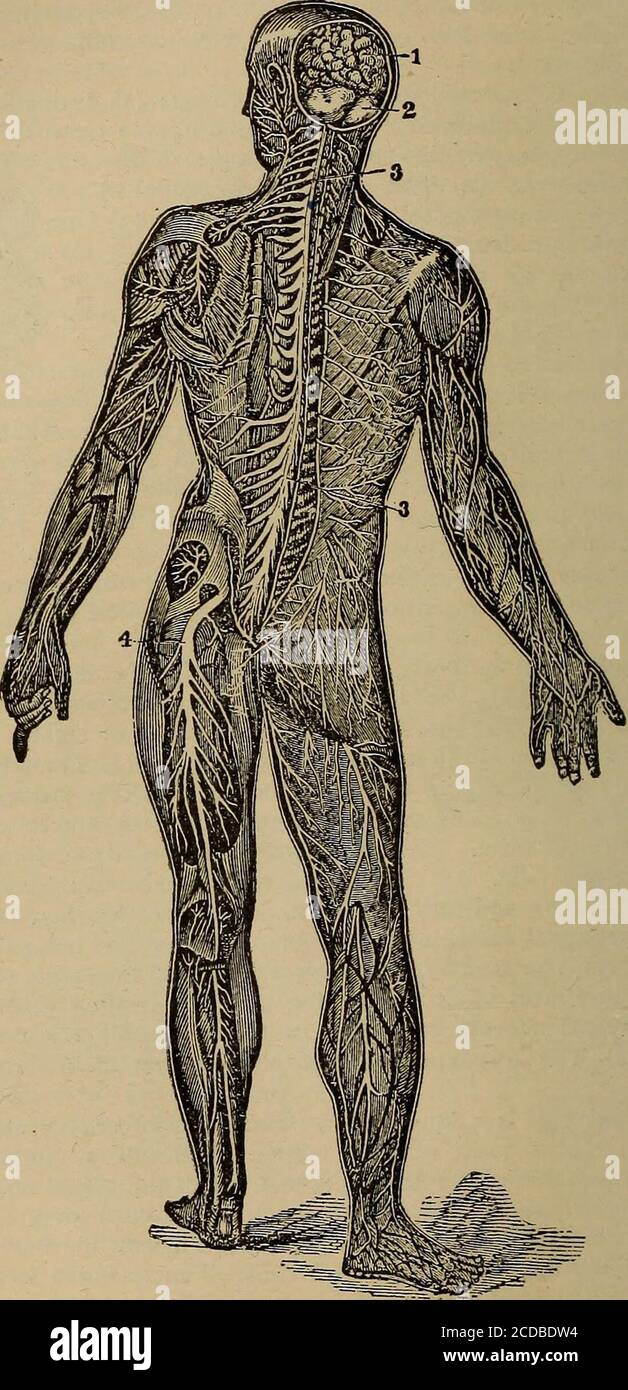 Spinal accessory nerve hi-res stock photography and images - Alamy