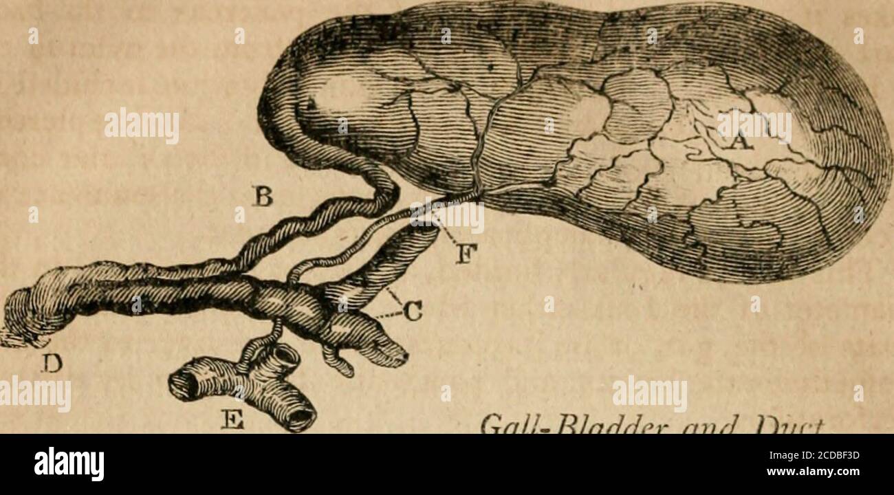 The anatomy and physiology of the human body. Containing the anatomy of the  bones, muscles, and joints; and the heart and arteries . r,which, from  their size and form, being the, image size:1300x720
