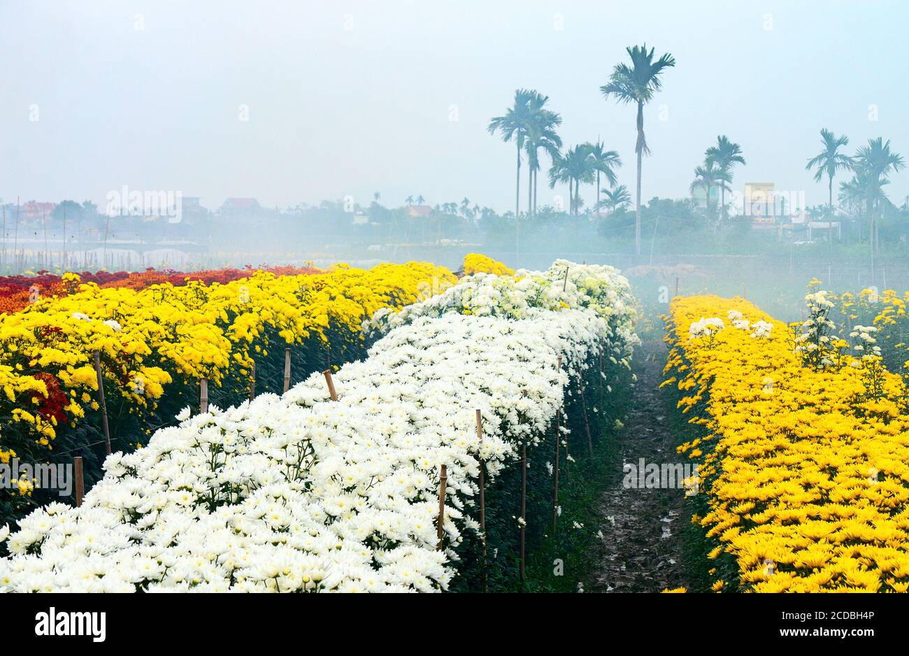 A field of flowers, a suburb of Hai Duong city, Vietnam Stock Photo