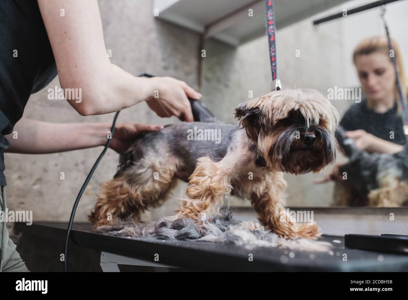 process of final shearing of a dog's hair with scissors. muzzle of a