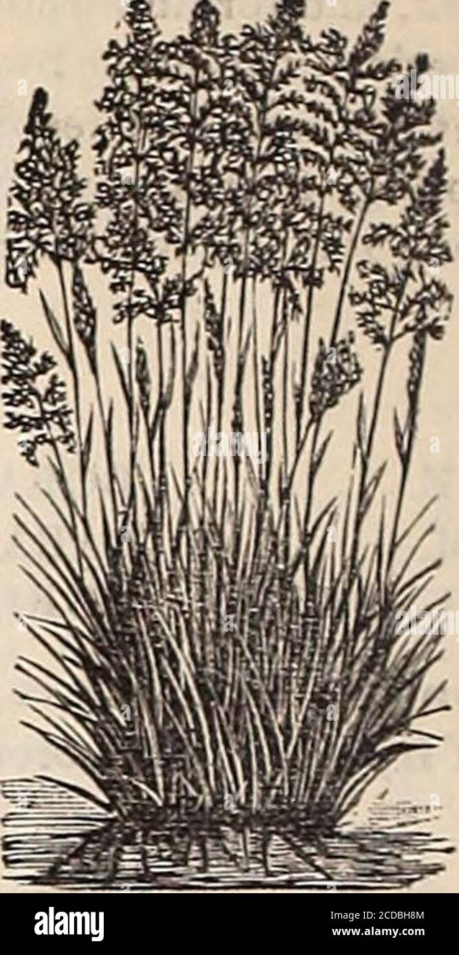 . Cox's seed annual . Kentucky Blue (jiass. Kentucky Bine Grass (Poa praiensis). Thisgrass yields, at a very early period of the season, herbageof the most nutritious properties; thrives in moderatelydry soils; extensively grown in many parts of the country,but used principally for grass plats and lawns. Sow forlawns seventy to ninety pounds per acre. Lb., 25c; 100lbs., $16.00. Australian Rye Grass (Lolium perenne). Verynutritious, and valuable for permanent pastures. Fiftyto seventy-five pounds of seed per acre, when used alone.Lb., 15c; 100 lbs., $7.00. Creeping Bent Grass (Agtostis stolinif Stock Photo