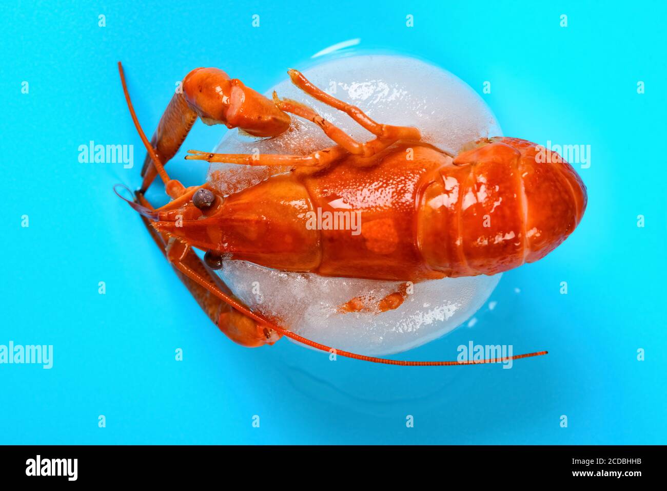 top view frozen shrimp in an unfreezing process Stock Photo Alamy