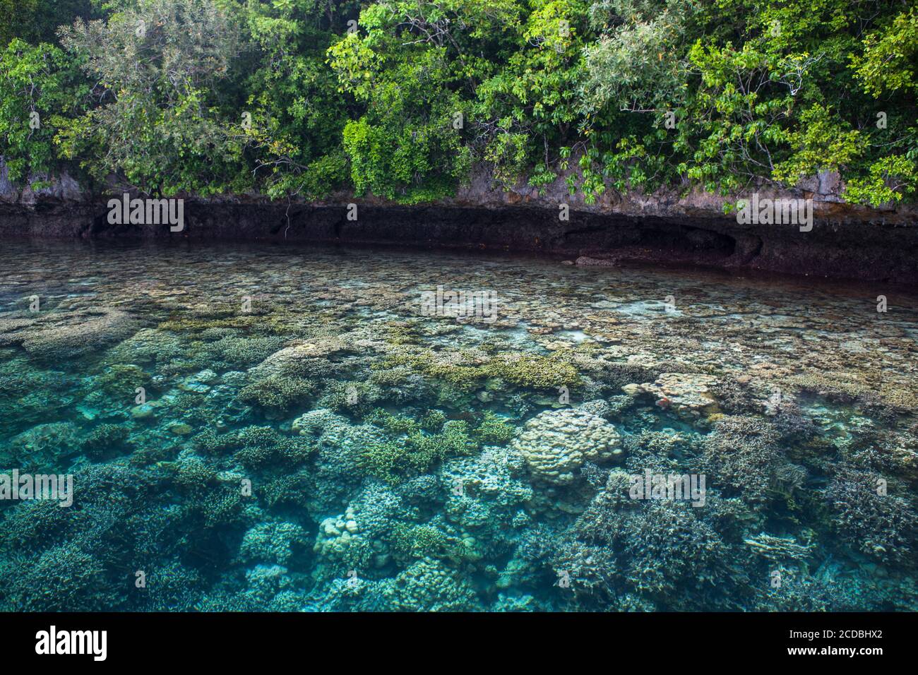 Healthy corals thrive in the shallows along the edge of a limestone island in Palau's lagoon. Palau is known for its amazing maze of Rock Islands. Stock Photo