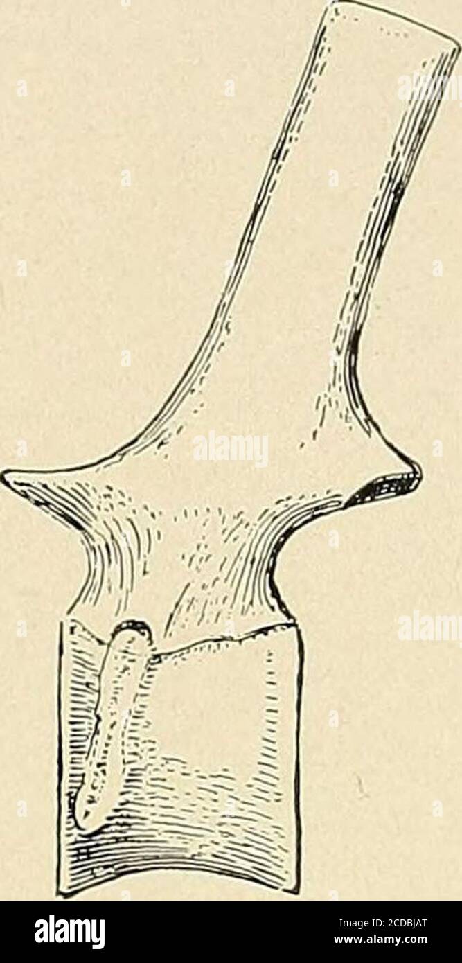 Reptile Ribs . Water reptiles of the past and present . d from geological history ...