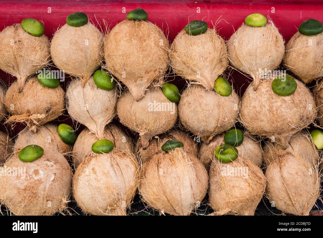 Fresh coconuts with decorative lime halves along the highway at Mocuilzochil in the valley of Oaxaca, Mexico. Stock Photo