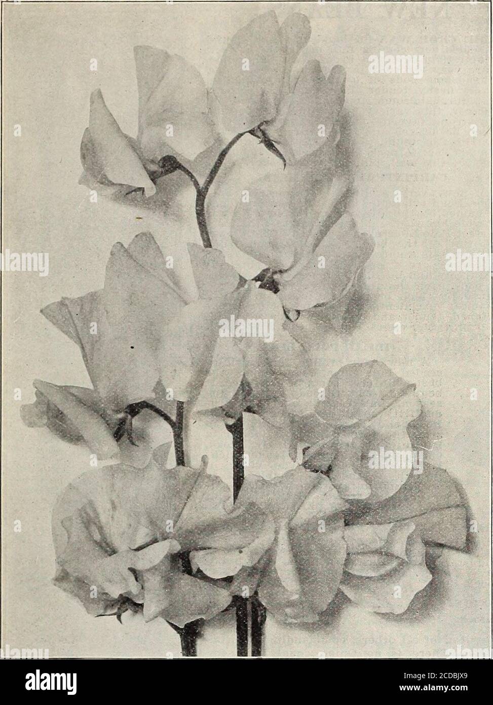 Honeymoon Sweet Pea Spencer 30 seeds