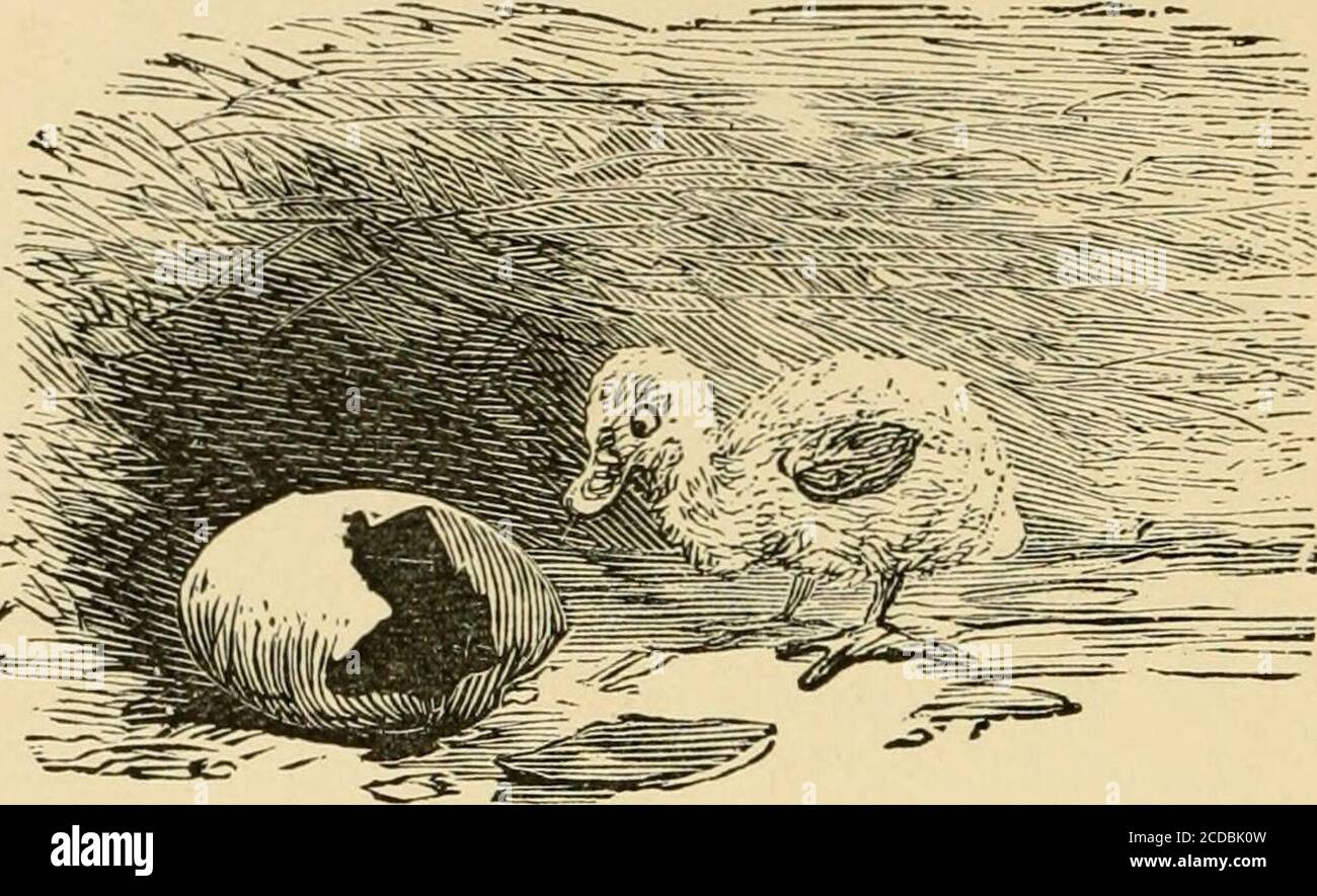 . Rhymes and jingles . 208 RHYMES AND JINGLES. OUT OF THE SHELL. Well, I m out, after all! And I 11 say, on my word.Thats a pretty mean house For a duck of a bird ! Why, I could nt stand up,And I could nt sit down, But I lay in a cramp From my toes to my crown. My good mammy and dad May have thought me a spoon. But theyll not get me backIn that thing very soon. BABY NELL. 209 Bees in the manger — Poor Dobbin s nose !Boys in the garden ; — Hide, pretty rose !Cats in the dairy — Woe to the cream !Spiders on the ceiling - Hear Mollie scream! BABY NELL. Stock Photo