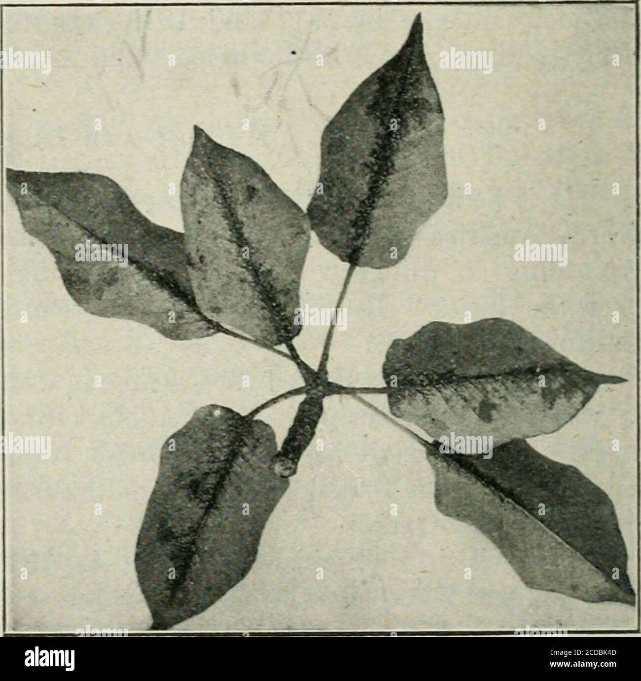 . Ontario Sessional Papers, 1919, No.26-41 . Fig. 14.- -Leaf injury caused bypear psylla. Fig. 15.—Leaves showing honey-dew fungus andnymphs. Life Histoey, Summary. The winter is passed in the adult stage. The adults hibernate under the roughbark on the trunks and main limbs, and under grass, leaves and rubbish near theinfested pear trees. In late March or early April the insects leave their winterquarters, congregate on the twigs and fruit spurs and in a short time, providedthe weather remains propitious, commence to lay eggs. Oviposition may continueuntil about the time the petals drop; howe Stock Photo