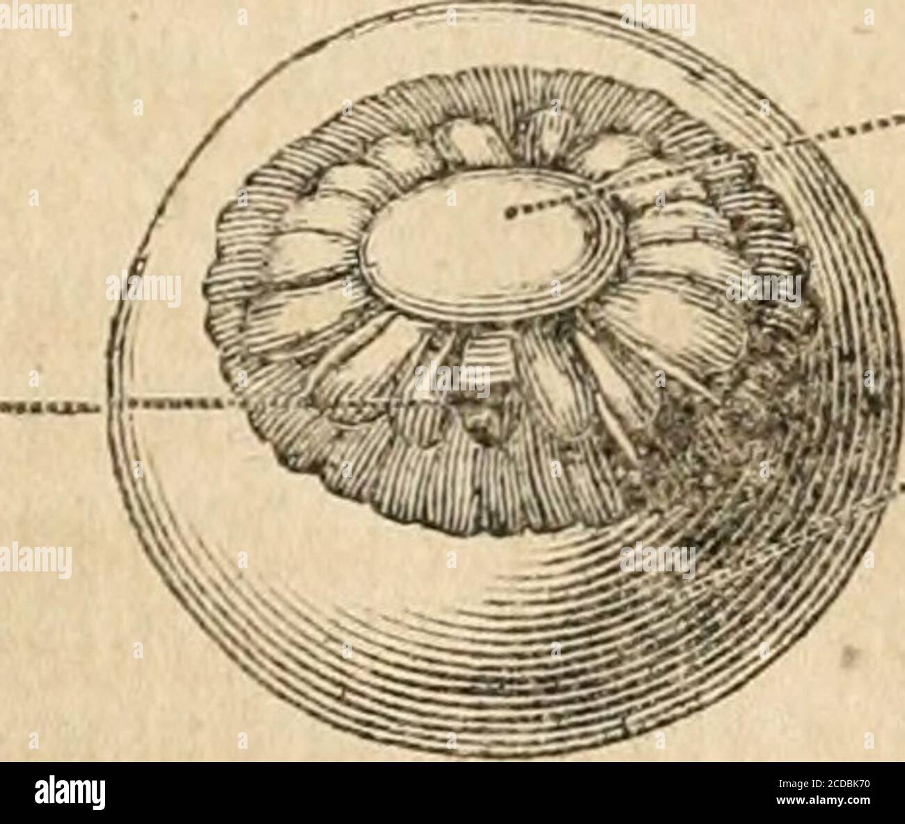 . The anatomy and physiology of the human body. Containing the anatomy