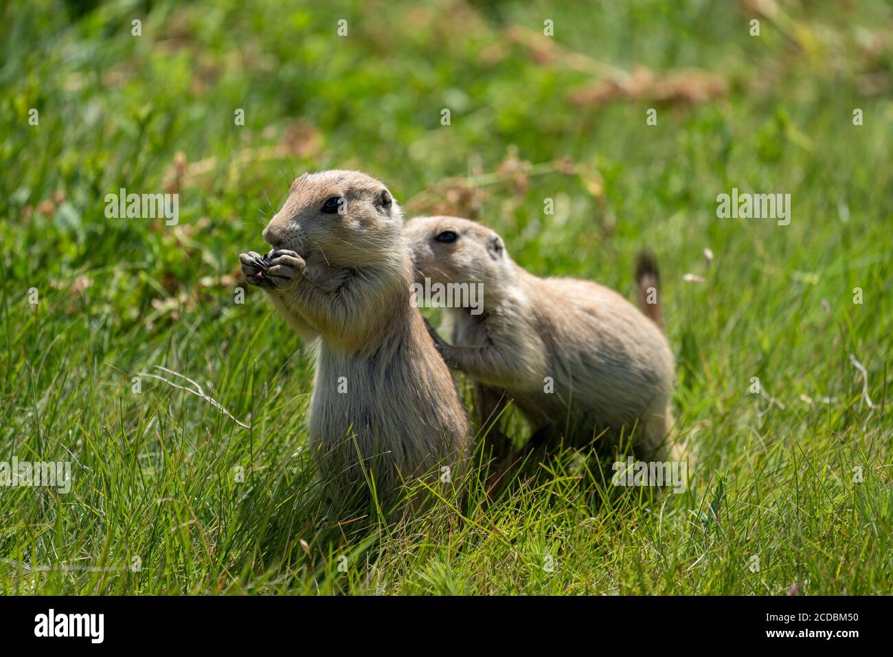 Cute prairie dogs in the prairie dog town in Devils Tower National