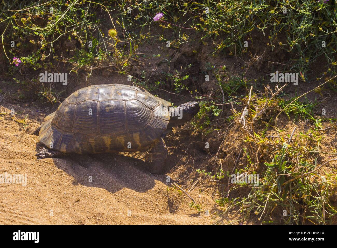 Green turtle in Italy Stock Photo