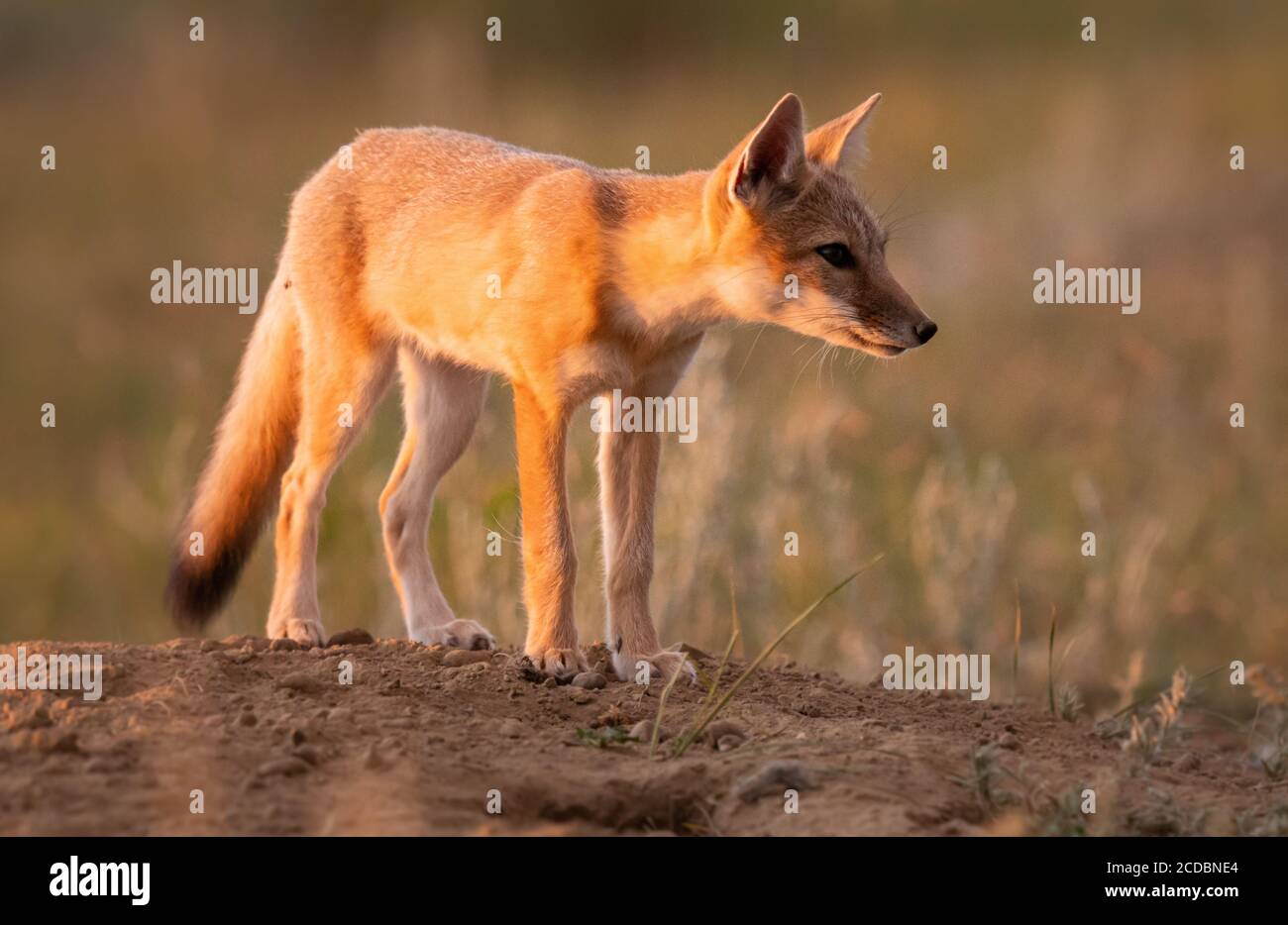 Swift fox kits in the Canadian wilderness Stock Photo - Alamy