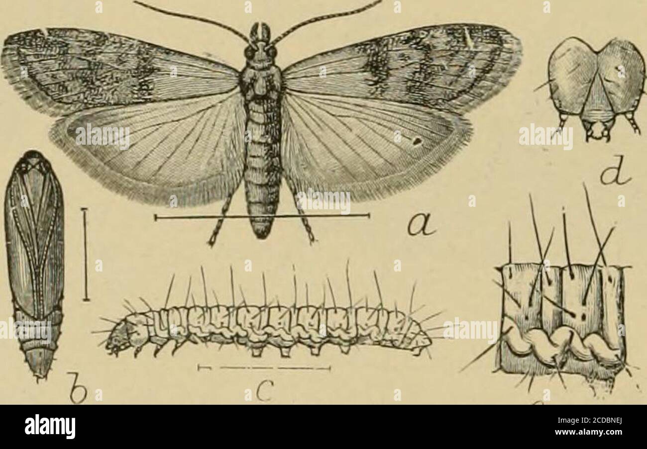 . Insect pests of farm, garden and orchard . Fig. 139.—The Mediterranean flour-moth (Ephestia kuehnictta): a, moth; 6,same from side, resting; c, larva; d, pupa—enlarged; e, abdominal jointof larva—more enlarged; /, larva, dorsal view. (After ChittendenU. S. Dept. Agr.). Stock Photo