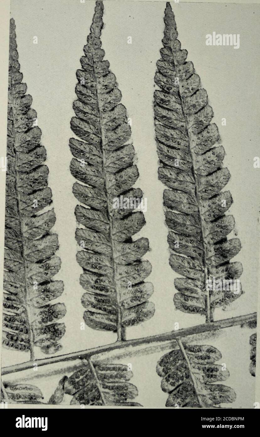 . The Gardens' bulletin; Straits Settlements . Cyathea excavata. Holttum 23538, X 1.25. 1 j i Gard. Bull. S.S. Vol. VIII. Plate 32.. Cyathea polypoda. Kings Collector 7129, X 1.25. 307 suae paribus collocati, c. 2.5 mm. lati, leviter obliqui, leviterfalcati, apice rotundato, marginibus integris; venulae c.10-12-jugatse, plerumque furcatse; textura tenuis; laminasupra et subtus glabra; squamulae costarum et costularumpaucse, tenues, applanatse, irregulares, brunneae vel pallidas;sori ut videtur pauci, prope costam, in venulis infimissedentes; indusia sororum senilium tenuia irregularia, lateape Stock Photo