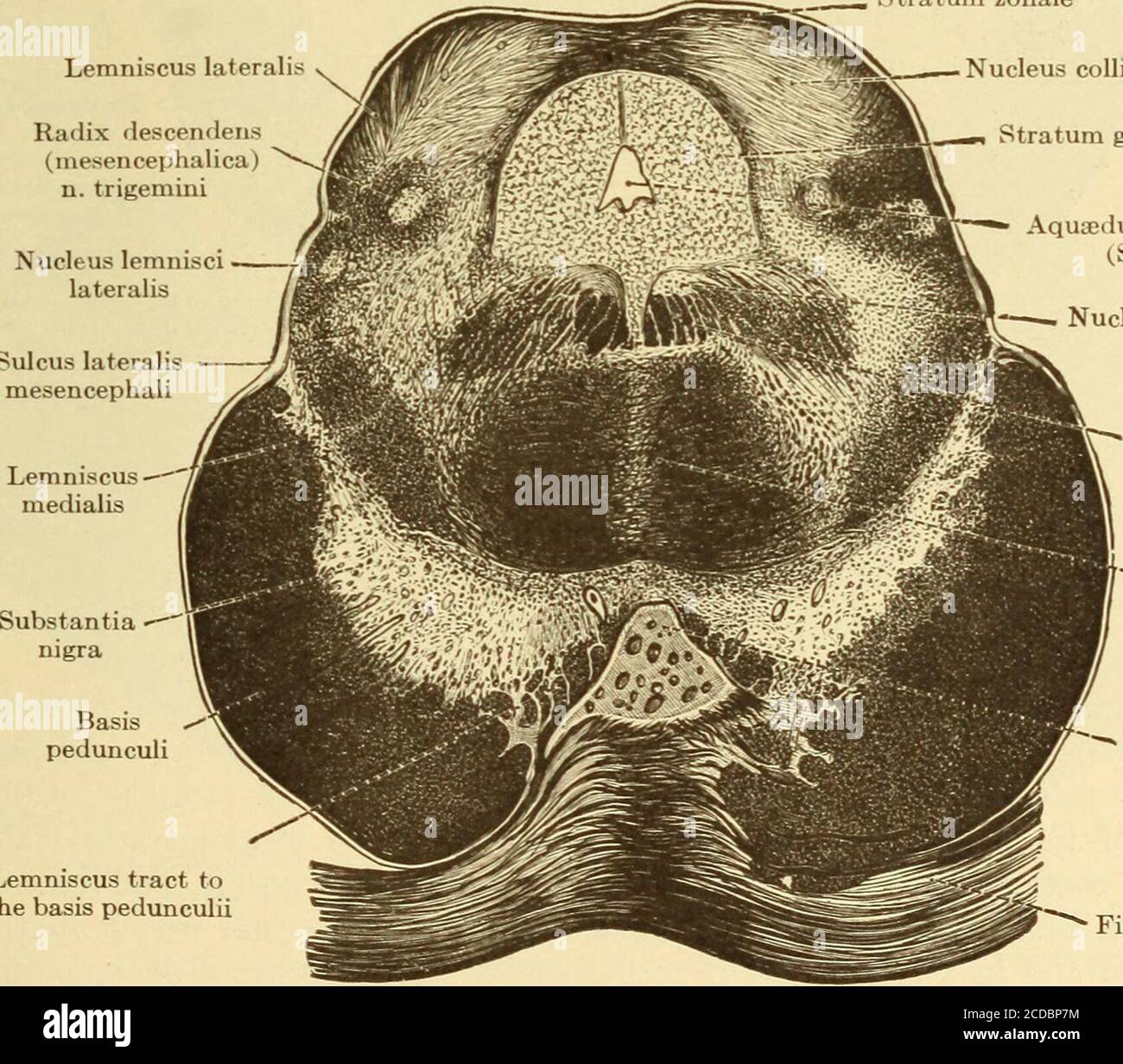 Corpora Quadrigemina High Resolution Stock Photography and Images Alamy