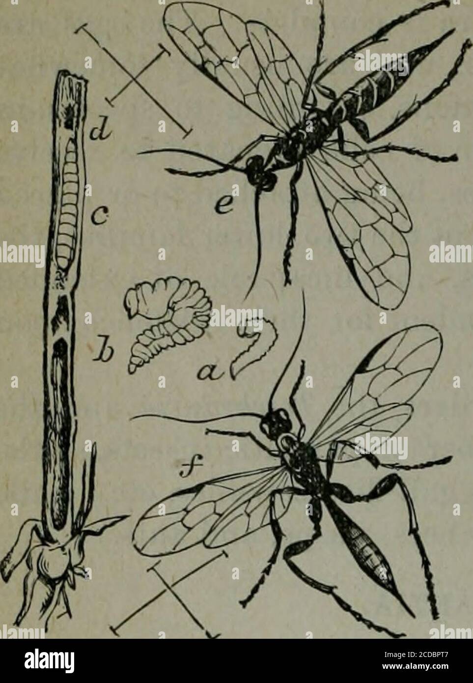 . Appendix to the Journals of the Senate and Assembly of the ... session of the Legislature of the State of California . tails. Family Siricidse.The Gall-inhabiting Hymenoptera. The Gall-flies. Family Cynipidaa.The Parasitic Hymenoptera. The Trigonalids. Family Trigonalichc. The Ichneumon-flies. Family Ichneumonida. The Stephanids. Family Stephanidae. The Braconids. Family Braconidse. The Ensign-flies. Family Evaniidae. The Chalcid-flies. Family Chalcididse. The Proctotrupids. Family Proctotrupidee. 142 REPORT OP THE COMMISSIONER OP HORTICULTURE. Family Tenthr-edinidse (Saw-flies). In this fam Stock Photo