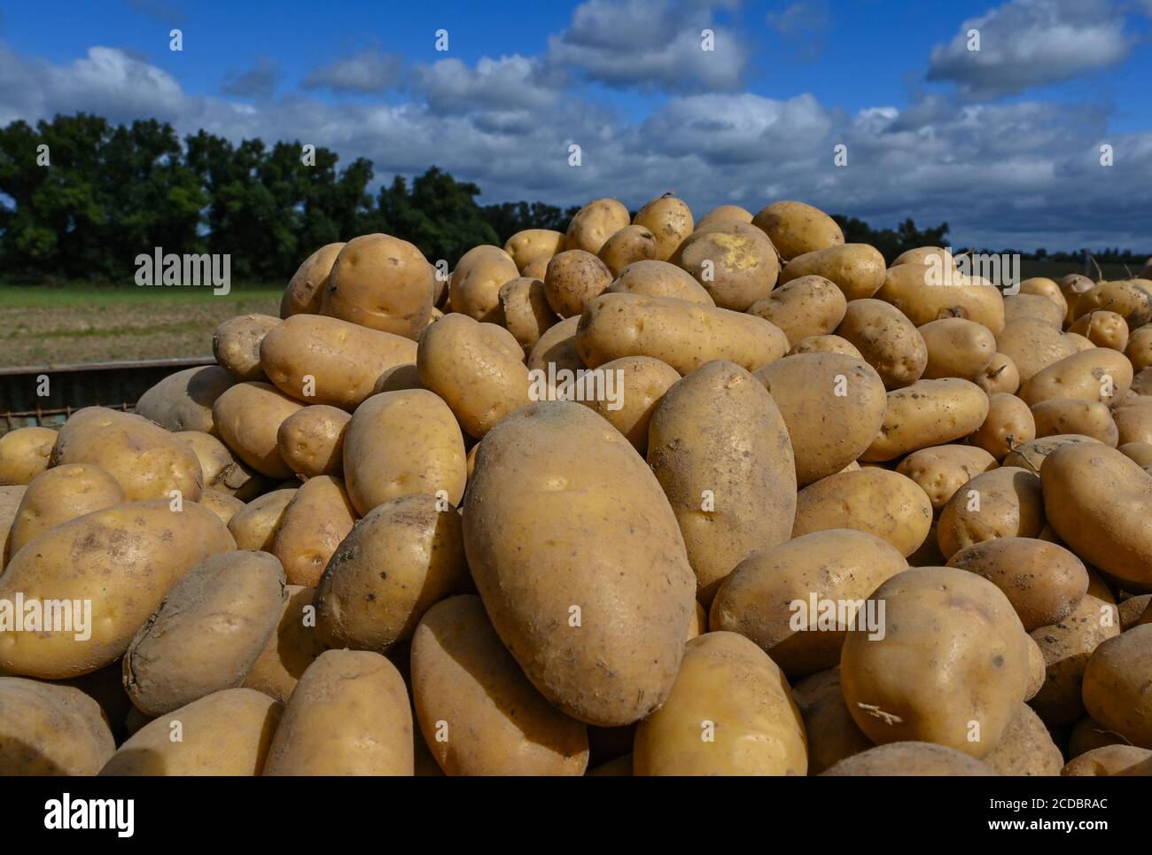 Аркадий александрович пластов «сбор картофеля» (1956). Картофель настолько прочно вошел в быт. Куча картошки. Люди копают картошку. Картофель на грядке.