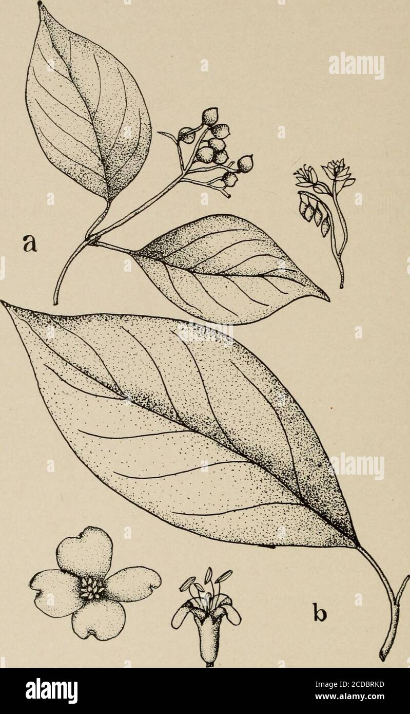 . Trees of Texas; an illustrated manual of the native and introduced trees of the state . ^ popular ornamental treethroughout its range. ERICACEAE De Condolle. The Heath Family. Arbutus (Tournefort) L. ^Madrona. Arbutus texana Buckley. Texan ^ladrona. A shrub orsmall evergreen tree 20° higli witli short, much branched trunk,furroA^ed, l)rown bark and red tAvigs. Leaves oAate to ob-long, ]-3 long, 2/3-li/o Avide, thick, and mostly entire or 10—Trees 146 Bulletin of the University of Texas. Fig. 4 8. a. Svida stricta. b. Cynoxylon floridum. The Trees of Texas 147 with scattered teeth, dark green Stock Photo