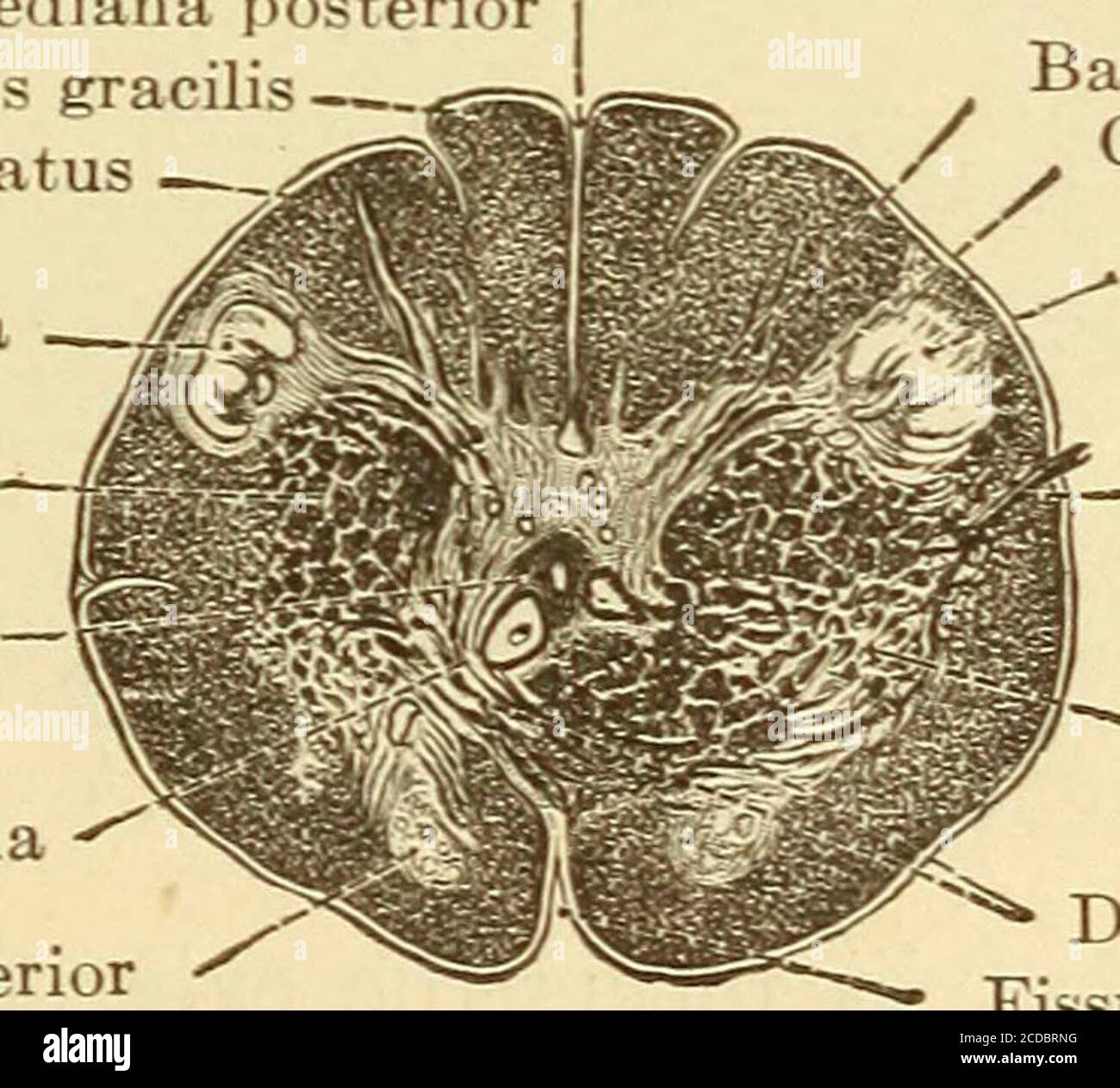 Prof. André Uchoa (@saudementaleconcurso) • Instagram photos and videos, image size:1300x1263