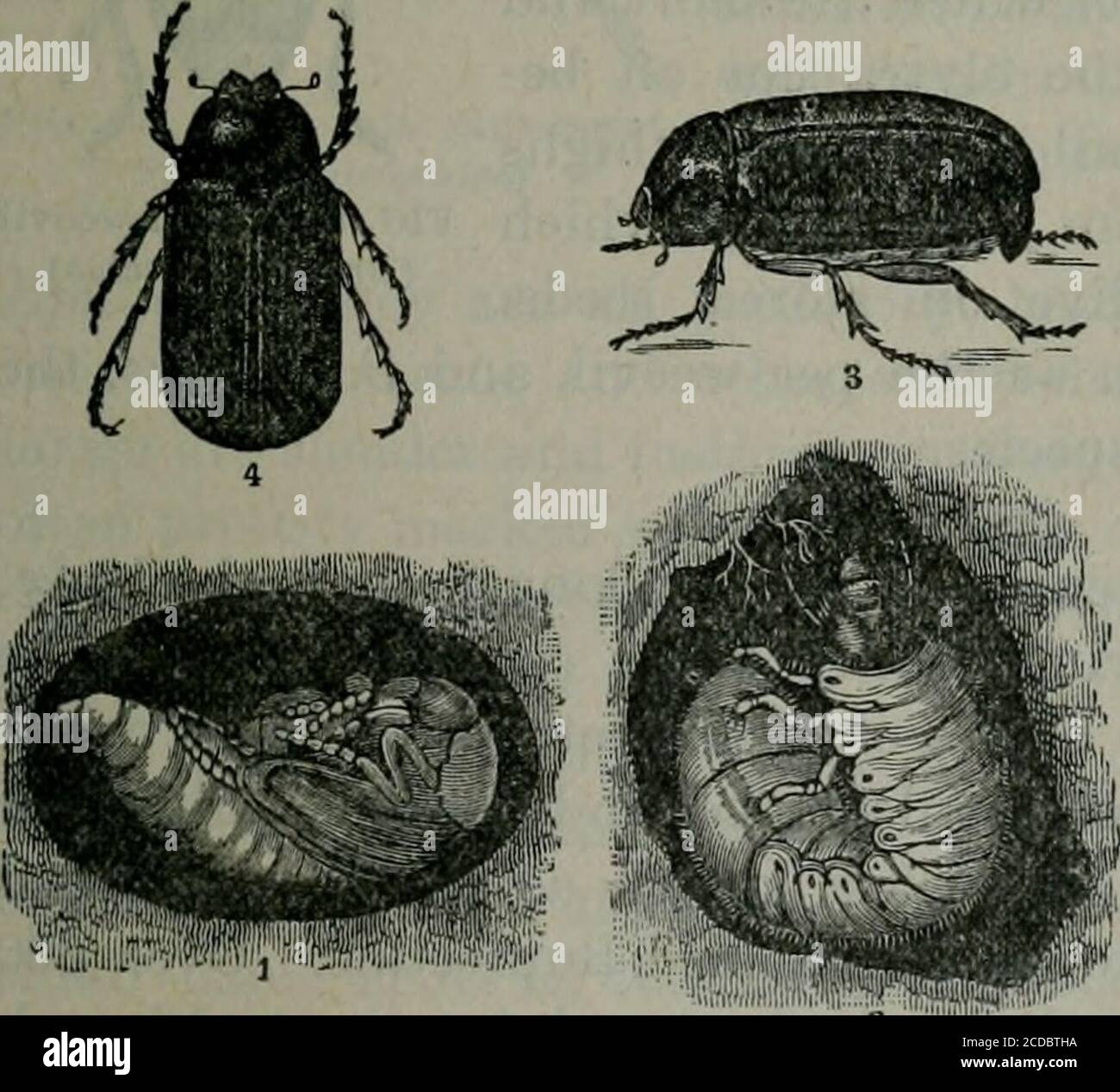 . Appendix to the Journals of the Senate and Assembly of the ... session of the Legislature of the State of California . Section TETRAMERA or PHYTOPHAGA. FIG. 93. Rose-chafer (Ma-crodactylossubspinosus). This section comprises those beetles which, apparently, have foursegmented tarsi, the fourth segment being so fixed with the third as to be indistinguishable. Thereare four families under thissection, and among them arevery many of our worst cropenemies. The family Chrysomelidaeis one of the largest of thebeetle families and probablycontains more injurious formsthan any other. They aregenerall Stock Photo
