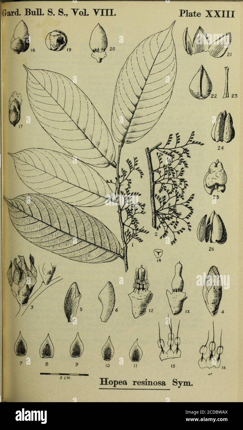 . The Gardens' bulletin; Straits Settlements . e, leavesof seedlings larger than those of mature tree.C.F. 16828, 39104, 39105, & 39106 (Type of fruitof H. apiculata Sym.). Hopea apiculata is a new species recently discoveredby Mr. Wilkinson in Bubu, and Mr. Carcenac in Bruas,Forest Reserves. Both officers report that the treeregenerates prolifically but that it does not attain largedimensions. The timber appears to approach balau inquality and the species may be useful as a pole crop. Theleaves are very similar to those of chengal (BalanocarpusHeimii) and Mr. Carcenac reports that these speci Stock Photo