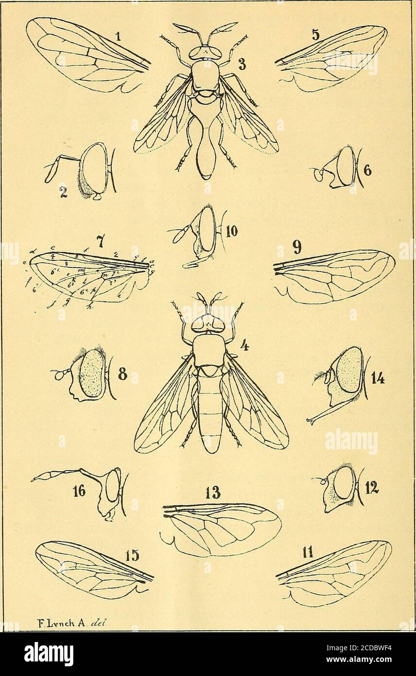. Anales de la Sociedad Científica Argentina . óptera, Hymenoptera and Diptera collected by Captain Kingin the survey of the Straits of Magellan in Transactions of theLinnean Society of London (1837). — Ins. Saunders.: Walker (F.), Insecta Saundersiana or cha-racters of undescribed species in the collection of WriliamWilson Saunders, esq., (Diptera). London, John van Voorst(1856). — Ins. Brit.: Walker (F.), Insecta Britannica (1851). Westw., Intr. mod. class. of Ins.: Weslwood (J.O.), A popular introduction to the modern classification of Insects (1840).WiEDEM., Zool. Mag.: Wiedemann (Wilhelm- Stock Photo