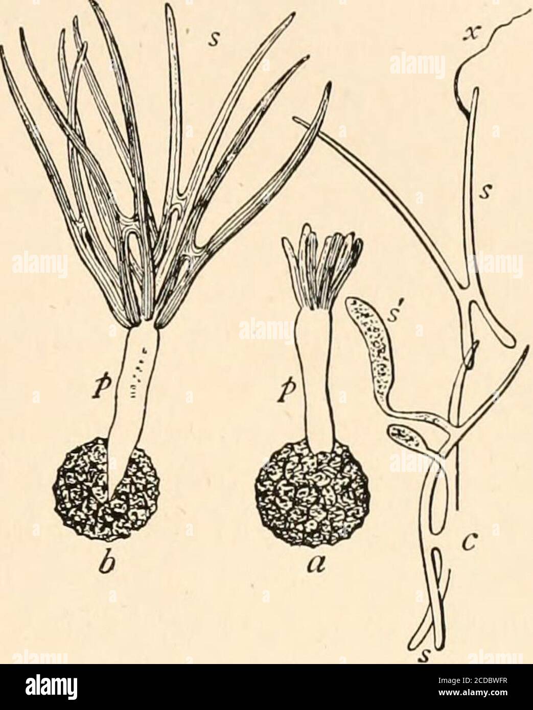 . Introduction to the study of fungi, their organography, classification, and distribution for the use of collectors . o multiply themselves manytimes by budding, after the manner of yeast-spores, which isthe term applied to them by Brefeld, but liable to misinter-pretation. In order the better to comprehend the process, itmay be detailed as observed in Tilletia (Fig. 120). This parasiteproduces its teleutospores within the grains of wheat, and isknown to farmers as bunt.The appearance of the grainsexternally is very littlechanged, but slightly darkenedin colour, and when crushedare seen to be Stock Photo