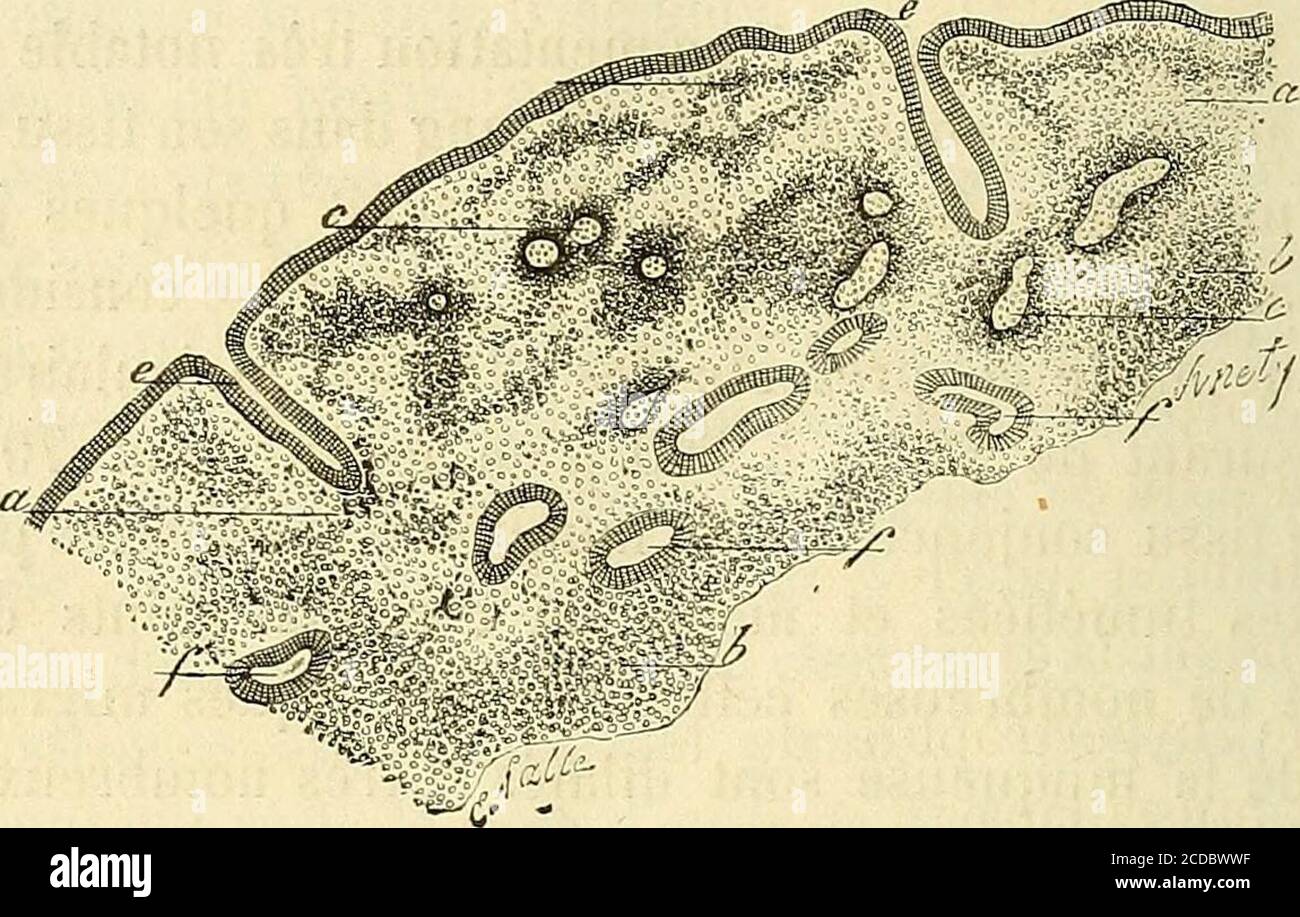 Le Globule High Resolution Stock Photography And Images Alamy