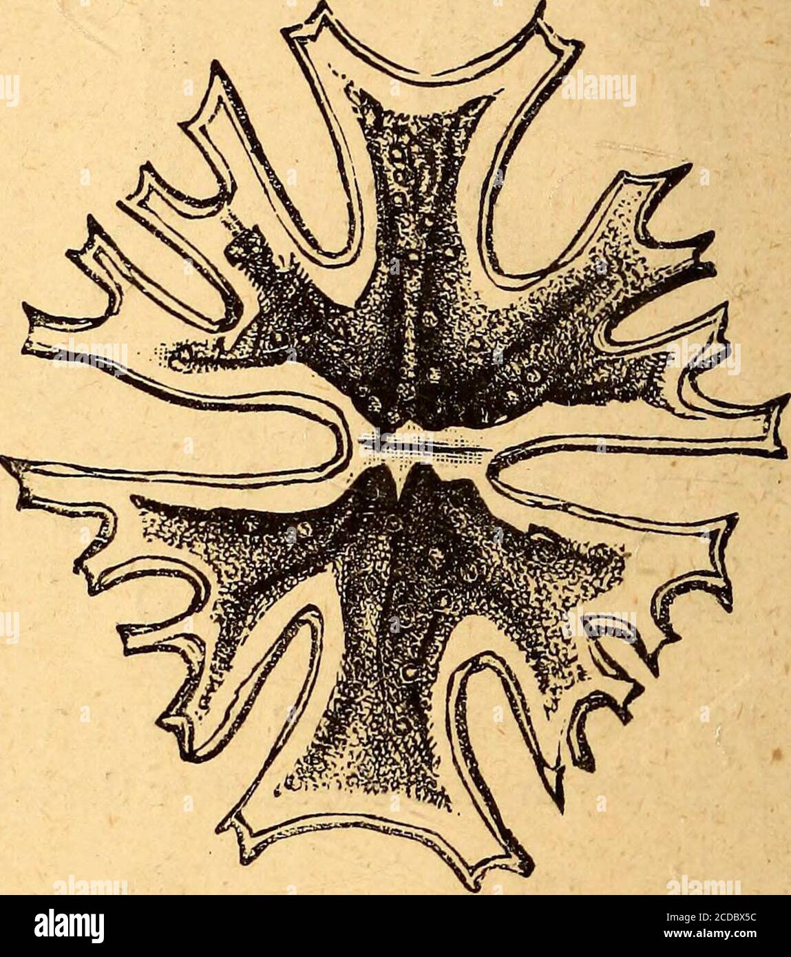 Text-book of structural and physiological botany . Fig. io.—Tabular  cellfrom the epidermis ofCallitriche. Fig. II.—Irregularly stellate cell: a  uni-cellular Alga, Euastru77t crux-neliten-sis. ( X 400.) example, is from  0*001 to 0*002