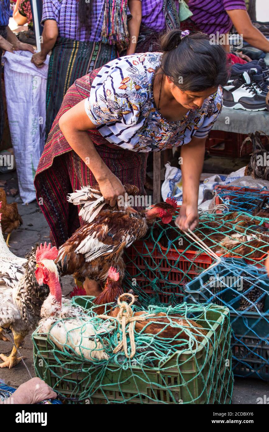 Chicken guatemala rooster hi-res stock photography and images - Alamy