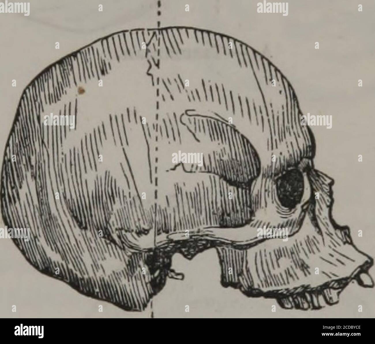 . Types of mankind : or ethnological researches, based upon the ancient ...