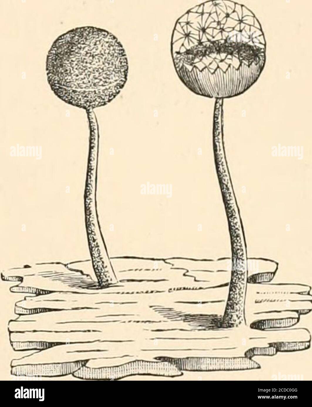 . Introduction to the study of fungi, their organography, classification, and distribution for the use of collectors . derived from thefinal and reproductive condition. The first of the four orders, into which the entire group issubdivided, is the Peritrichiaceae, in which the wall of thesporangium is not encrusted with lime, and the capillitium iseither absent or formed from the wall of the sporangium.This order is again subdivided into two suborders—that ofthe Tululinae, in which the wall of the sporangium is notperforated; and the Crihrariae, in which the wall of thesporangium is perforated Stock Photo