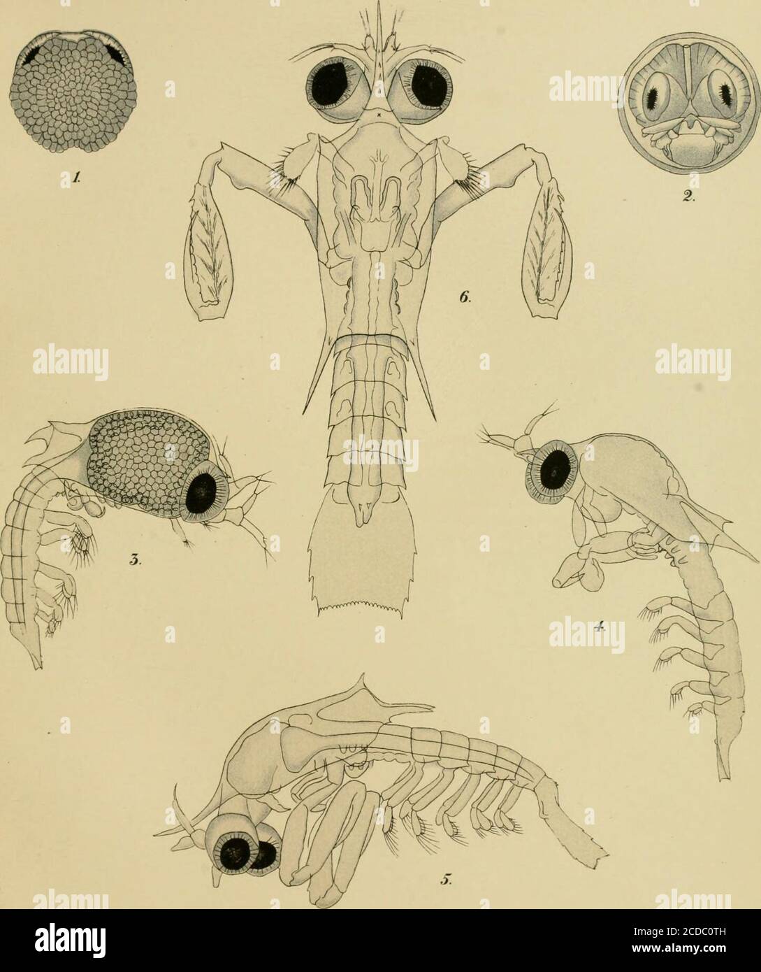 . The embryology and metamorphosis of the Macroura . Fi^.44. FH Heiri^k.del. STENOPUS HISPIDUS. SwtBb«JtaMUrfCnfha(tb|i»TM 490 MEMOIRS OP THE NATIONAL ACADEMY OF SCIENCES. Plate XIV. Metamorphosis of Gonodactylus chiragra, drawn from life by W. K. Brooks. Fig. 1. Dorsal view of egg just befere hatching. Fig. 2. Front view of the same egg. Fig. 3. Side view of the larva immediately after hatching. Fig. 4. Side view of the same larva after the first molt. Fig. 5. Side view of the same larva after tlie second molt. Fig. 6. Dorsal view of the larva at the beginning of its pelagic life. PLate XIV.. Stock Photo