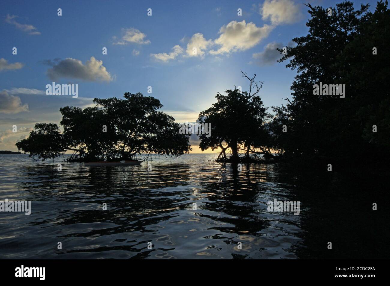 Kayaker explores mangrove coast in Bear Cut off Key Biscayne, Florida on calm sunny summer morning at sunrise. Stock Photo