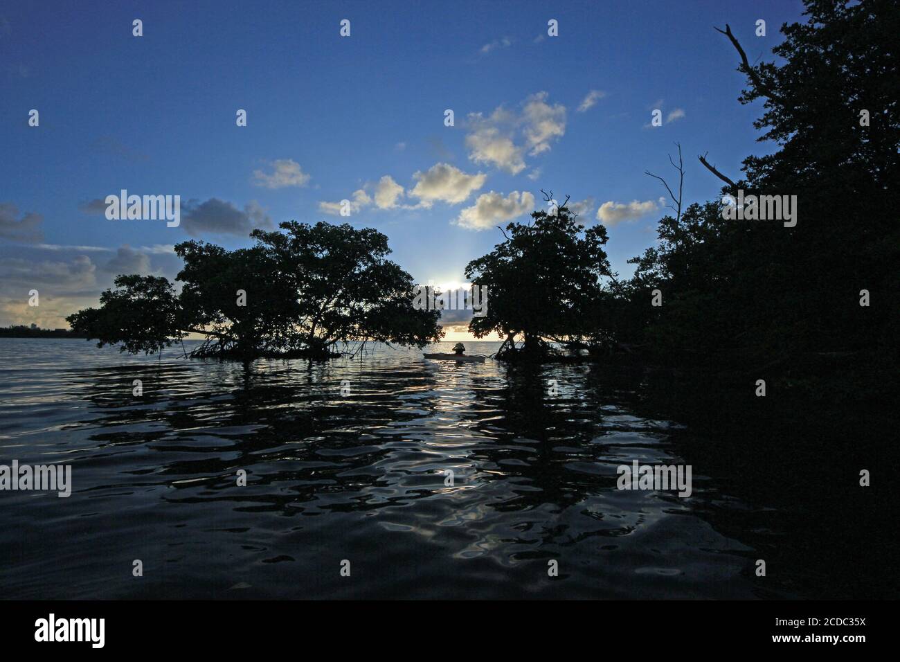 Kayaker explores mangrove coast in Bear Cut off Key Biscayne, Florida on calm sunny summer morning at sunrise. Stock Photo