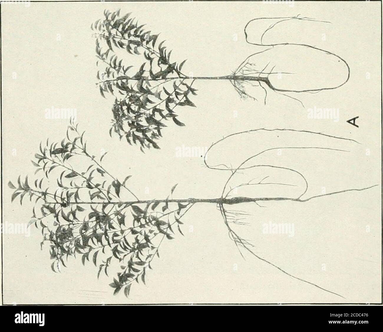 . Journal of agricultural research . Journal of Agricultural Research Vol. XVII, No. 5 PLATE 21 A.—Camphor seedlings at the time of transplanting. The tree on the left is arepresentative produced from pulped camphor seed; the one on the right is a repre-sentative produced from unpulped camphor seed. Both seedlings are from seed ofthe same parent tree and both are of the same age from planting of the seed. B.—Camphor seedlings cut back and trimmed ready for transplanting. Theseseedlings are the same as those shown in A. The one on the right is from pulped seed. BACTERIUM ABORTUS INFECTION OF BU Stock Photo