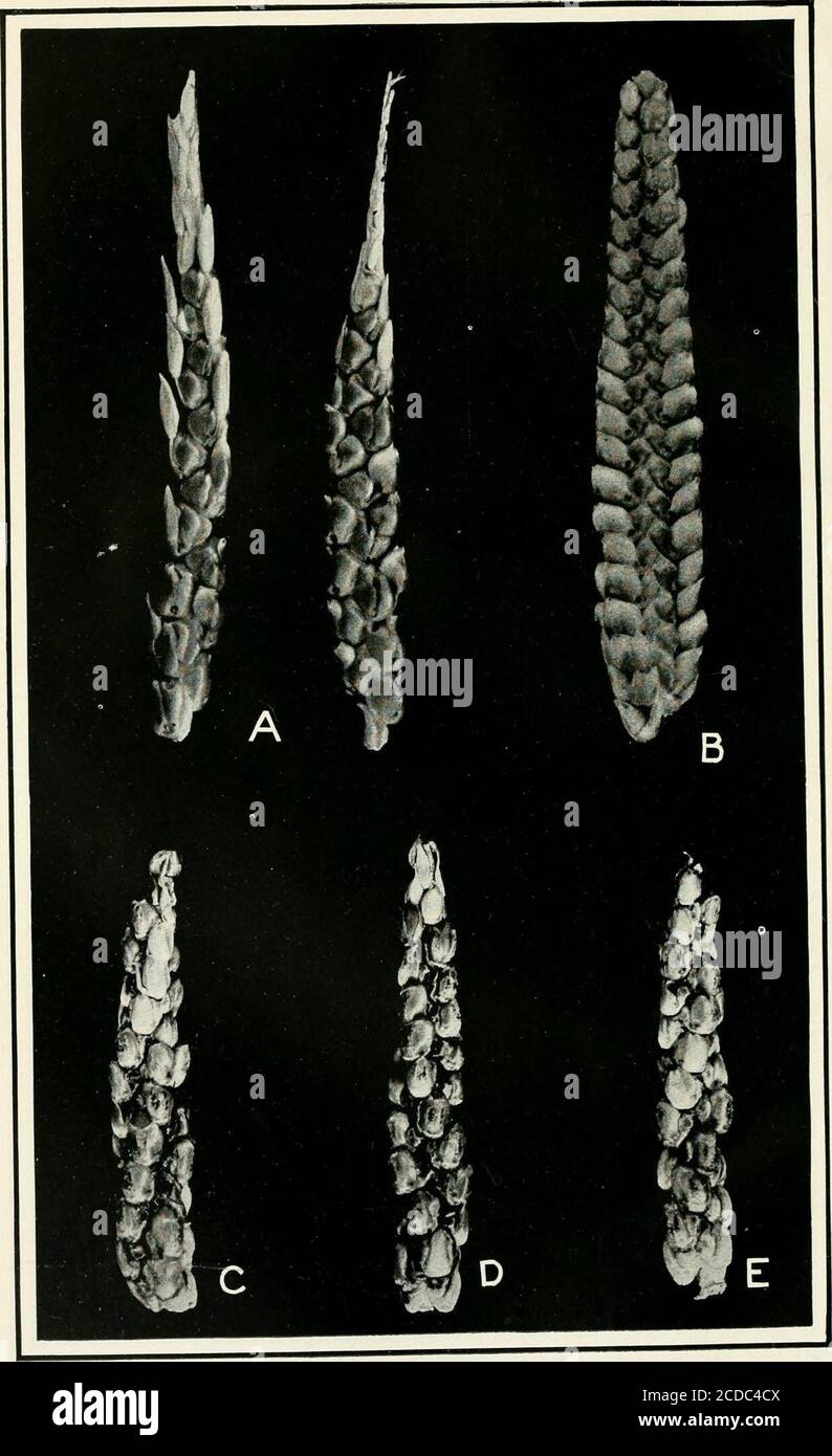 . Journal of agricultural research . Journal of Agricultural Research Vol. XVII, No. 3 Structure of the Maize Ear Plate 17. Journal of Agricultural Research Vol. XVII. No. 3 PLATE 17 Pistillate inflorescences of hybrid between Euchlaena and maize: A.—Showing pedicelled staminate spikelets with sessile pistillate spikelets. B.—Closely compacted inflorescense with two rows of alicoles and four rows of seeds. C-E.—Spirally twisted inflorescences, with three rows of alicoles. PLATE i8 Pistillate inflorescences of hybrid between Huchlaena and maize, showing yokedalicoles:A-C—The alicoles are in fou Stock Photo