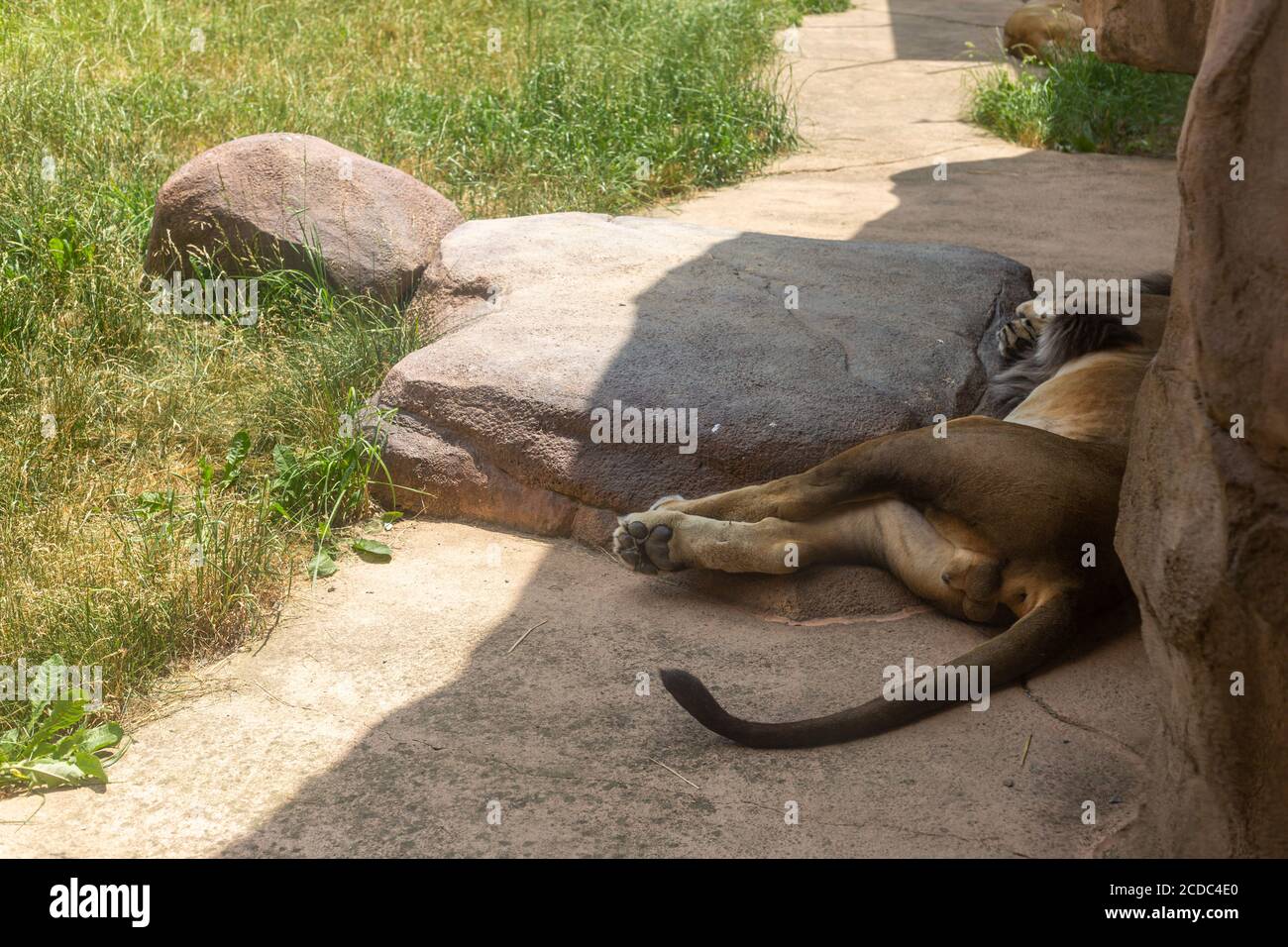 A tired male African lion rests in the shade in his enclosure at the Fort Wayne Children's Zoo. Stock Photo