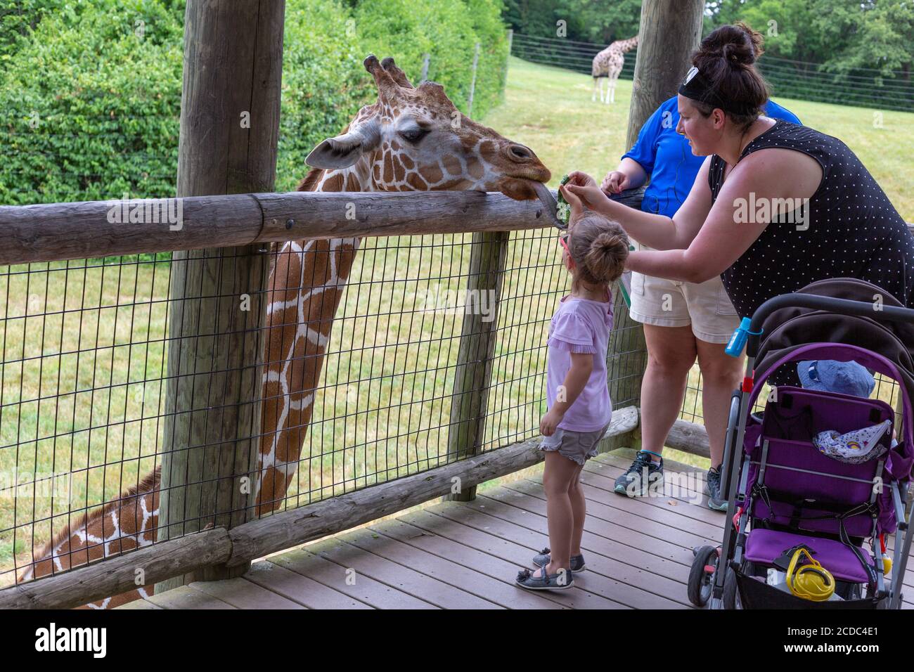 A young girl and her mother feed a giraffe at the Fort Wayne Children's Zoo in Fort Wayne, Indiana, USA. Stock Photo
