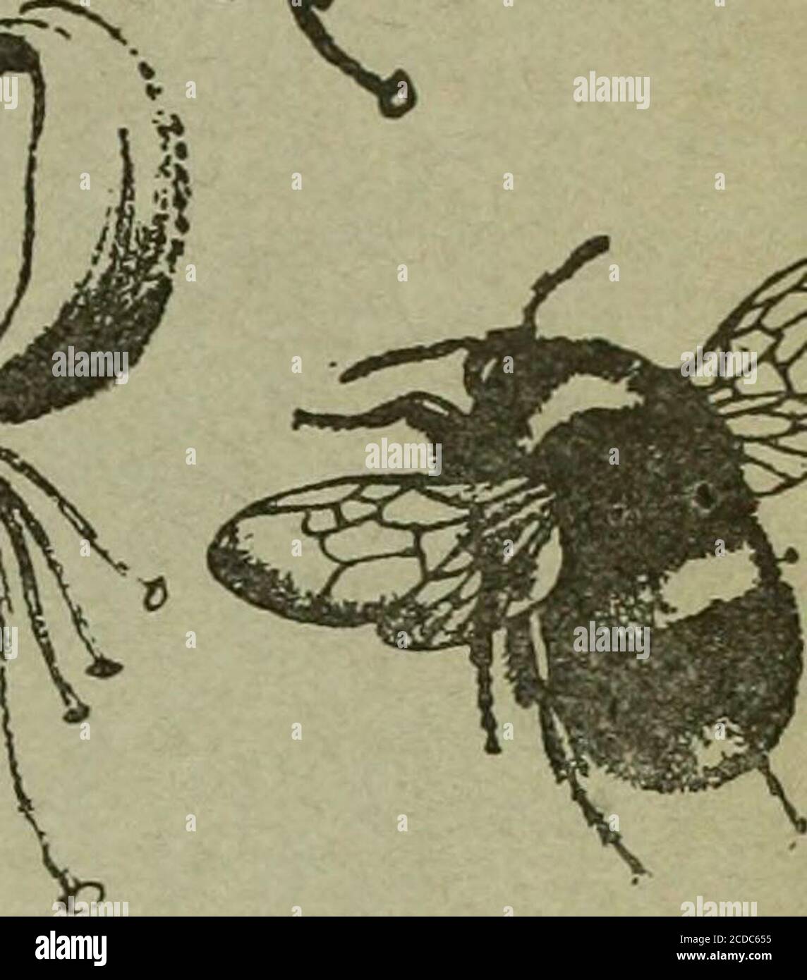 . The Entomologist's record and journal of variation . THE ENTOMOLOGISTS RECOP AND JOURNAL OF VARIATIO; Edited by J. W. TUTT, F.E.S. Assisted by T HUDSON BEARE, b.sc, f.e.s., i.h.s.e. dvn^n-p T BETHUNE-BAKER, r.z.s. f.l.s., f.e.s. BURR B°tc!Fz:s:F.i.t:.F.K.s. (rev.) b. r. n. burrows, F • JasE COLLIN, F.E.S. T. A. CHAPMAN h.d., ^??^^?^^?^?^H St J K DONIBTHORPE, F.z.s.. f.e.s. Alfred SIOH, F.eGeorge WHEELER, m.a., f.e.s. OCTOBEB Idih, 1909. Stock Photo