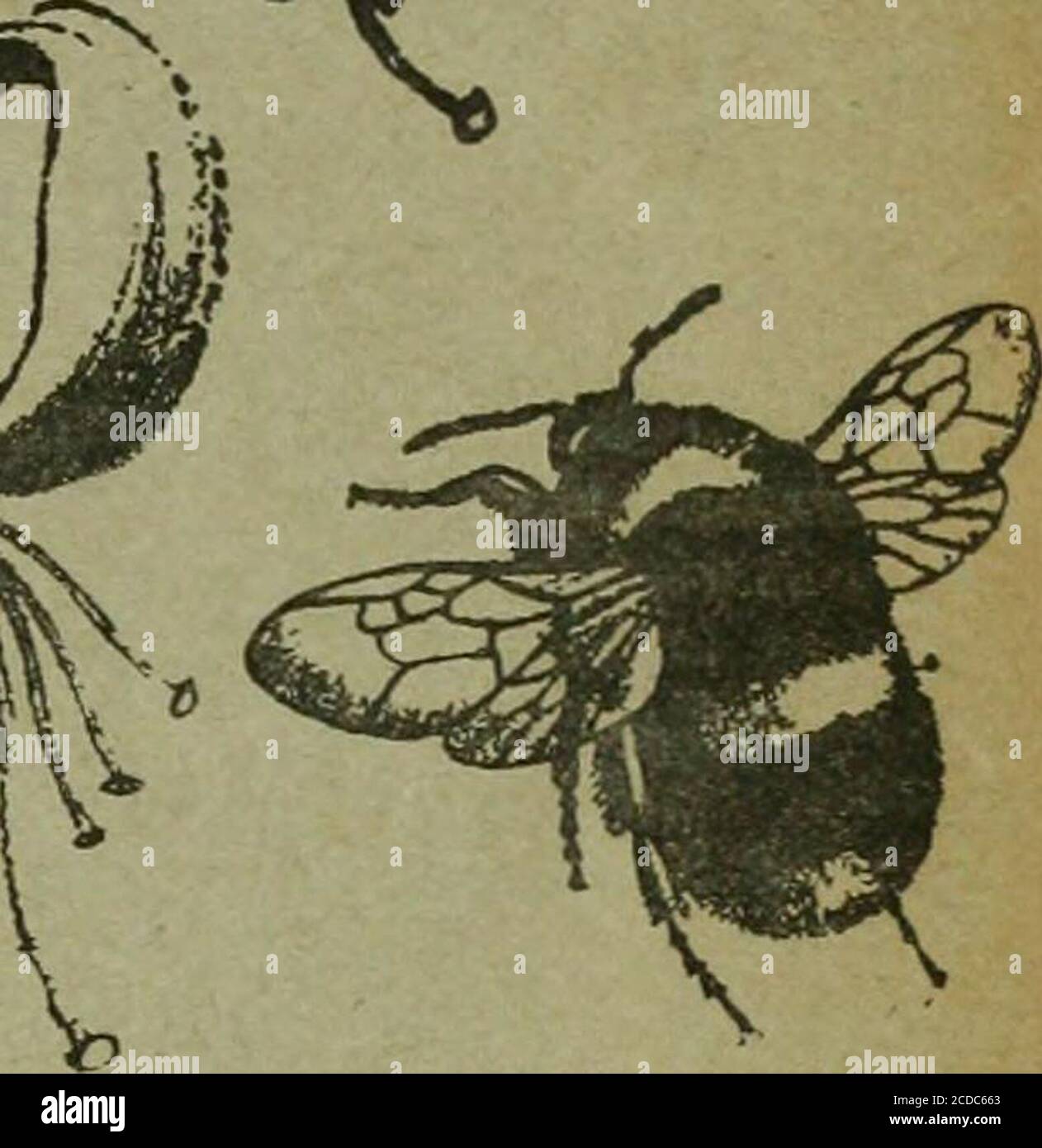 . The Entomologist's record and journal of variation . THE ENTOMOLOGISTS RECORD AND JOURNAL OF VARIATION Edited by J. ^^. TUTT, F.E.S. Assisted by T. HUDSON BEARE, b.sc, f.e.s., f.r.s.e. George T. BETHUNE-BAKER, f.z.s. f.l.s., f.e.s. .BURR, r).sc.,F.z.s.,F.L.s., f.e.s. (Rev.) C. R. N. BURROWS, f.e.s. Jas. E. COLLIN, f.e.s. T. A. CHAPMAN, M.D., f.z.s., f.e.s. H. St. J. K. DONISTHORPE, f.z.s., f.e.s. Alfred SICH, f.e.s. aEOBGE WHEELER, M.A., F.E.S. NOVEMBEB 15th, 1909. Price SIXPENCE (net). (WITH PLATE). Subscription for Complete Volume, post free (Including all DOUBLE NUMBERS, etc.) SEVEN SHILL Stock Photo