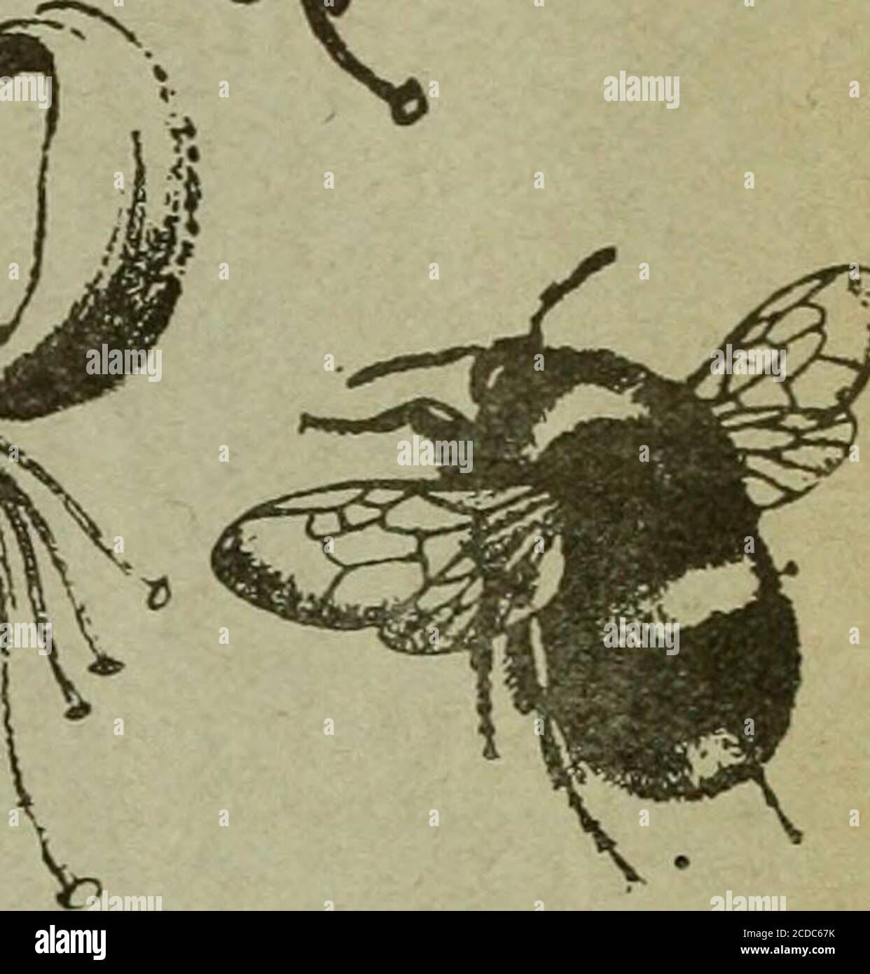 . The Entomologist's record and journal of variation . THE ENTOMOLOGISTS RECORI AND JOURNAL OF VARIATION Edited by J. Ml. TUTT, F.E.S. Assisted by T. HUDSON BEARE, b.sc, f.e.s., f.r.s.e. George T. BETHUNE-BAKER, r.z.s. f.l.s., f.e.s. M. BURR, B.A.,F.z.s.,F.L.s., F.E.S. (Rev.) C. R. N. burrows, f.e.s. Jas. E. COLLIN, F.E.S. T. A. CHAPMAN, m.d., f.z.s., f.e.s.H. St. J. K. DONISTHORPE, f.z.s., f.e.s. Alfred SICH, f.e.s.8 Mic George WHEELER, m.a., f.e.s. JUNE 15th, 1909. Price SIXPENCE (net). ^ (WITH TWO PLATES). ^Subscription for Complete Volume, post tre (Incluaiiigeall DOUBLE NUMBERS, etc.),;SE Stock Photo