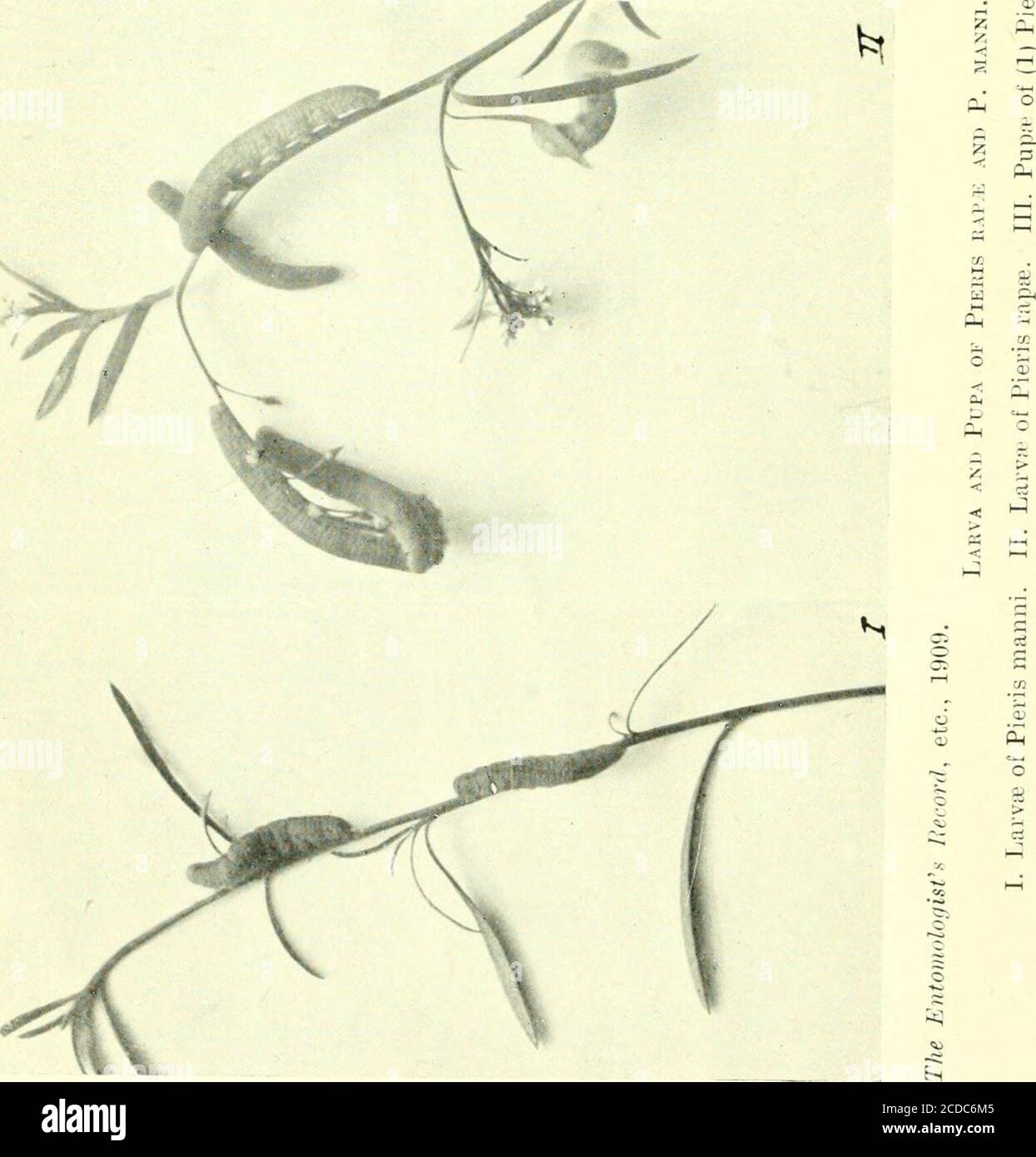 . The Entomologist's record and journal of variation . Dil H. (. Dollmnn.Male Appendages of the species of the genus Anaspls, TJie Entovwlociists Becurcl, etc., 1909. g * i^ ?*9BBI 4 J.,. SPRING BUTTERFLIES IN THE RHONE VALLEY. 53 Spring butterflies in the Rhone Valley. By A. S. TETLEY, M.A. A few notes on a short excursion into the Rhone Valley during thefirst fortnight of June, 1908, may prove of interest in comparisonwith those on a similar tour undertaken in the latter half of May,1907. The past season, at any rate in the early months, seemed to be,if anything, a forward one in Valais. It Stock Photo