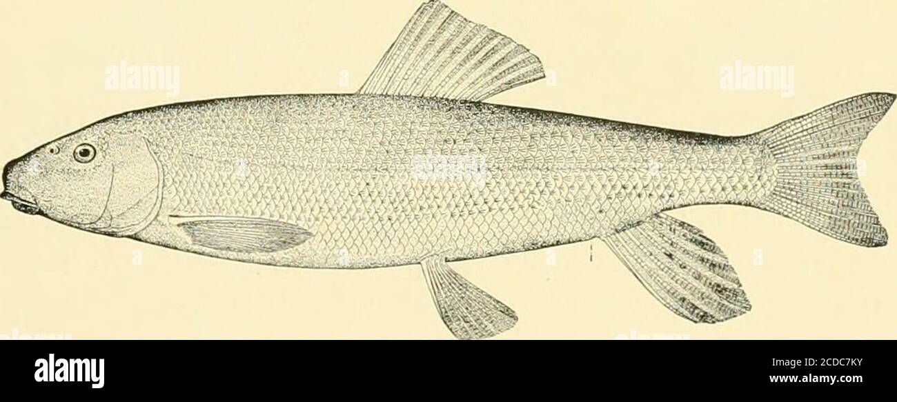 . The food and game fishes of New York: . Florida and westward to {Montana. Covering such a widerange of territory, the species is naturally variable, and has been described overand over again by many authorities under a great variety of names. The male ofthis sucker in spring has a faint rosy stripe along the midtlle of the side. Theyoung are brownish in color and somewhat mottled and have a dark median bandor a series of large blotches. The adults are light olive varying to paler and some-times darker; sides silvery. The species reaches a length of 22 inches, and a weight of 5 pounds. It is Stock Photo
