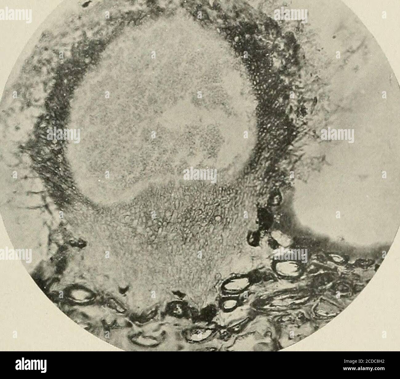 . Annual report of the Maine Agricultural Experiment Station . Fig. 40. Pycnidium of P/ioiiia. x 180. .MP. Fig. 41. Mature pycnidium of Phoma showing thecavity filled with spores, x 160. Stock Photo