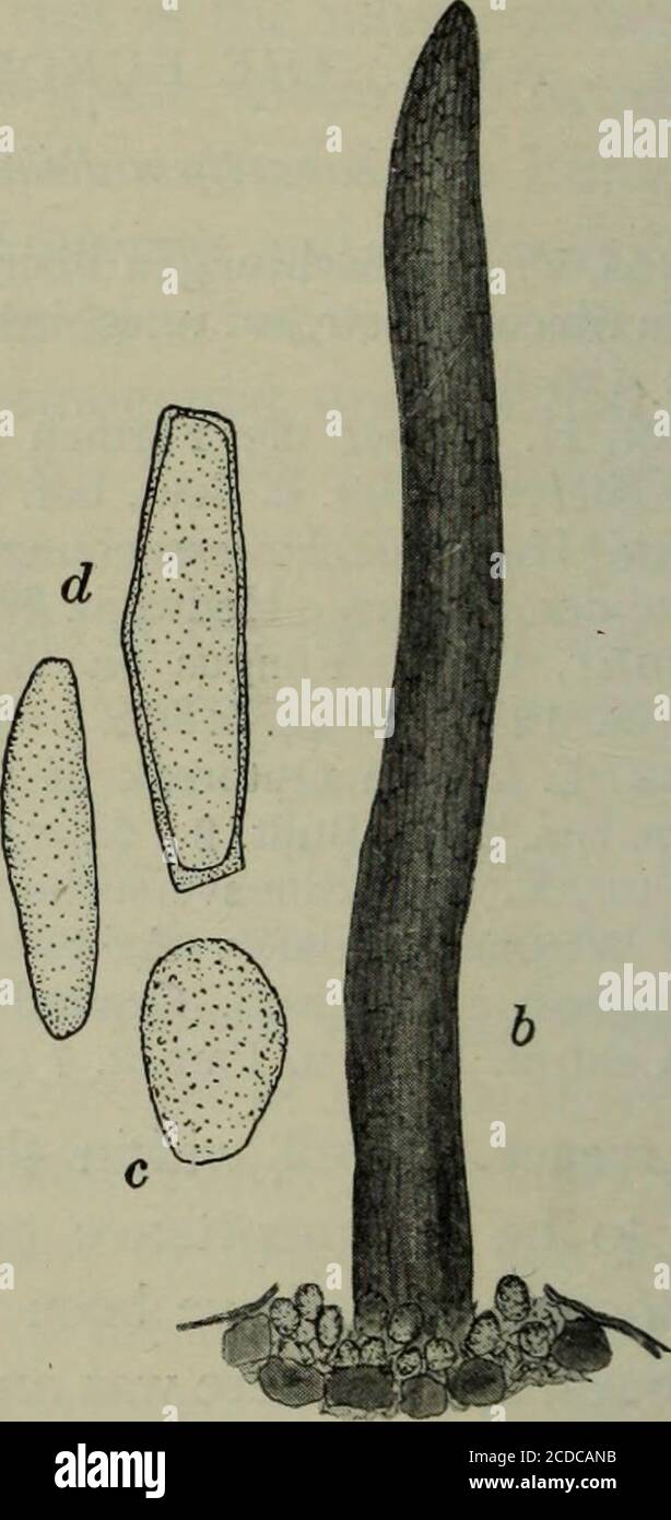 . Fungous diseases of plants, with chapters on physiology, culture methods and technique . Fig. 211. Cronartium Ribicola a, sori on currant leaf; b, sorus and teleutosporic column ; c and d,uredospores and teleutospores 1 During June, 1909, the aecidial stage of this fungus was found in a nurseryof three-year-old white pine seedlings imported from Germany. Many seedlingsof this importation have been distributed to several northeastern states and toCanada. A determined effort is being made to inspect all plantings, to destroythe diseased stock, and also to prevent further importation of the inf Stock Photo