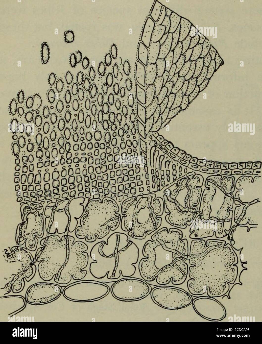 . Fungous diseases of plants, with chapters on physiology, culture methods and technique . Exp. Sta. Rept. (1907): 369-396. pis. 23-32. Occurrence. Of the several species of Coleosporium havinguredospores and teleutospores on species of Compositae, there isnone of such common occurrence throughout North America asthe species here discussed. To this species are referred the orangerusts of many species of Aster and Solidago (golden-rod). It in-cludes also as hosts representatives of several other genera, amongwhich is the cultivated aster {CallistepJuis hortensis). This fungusis by many regarded Stock Photo