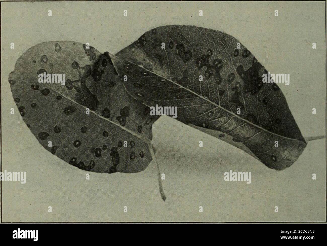 . Fungous diseases of plants, with chapters on physiology, culture methods and technique . Fig. 175. Leaf Blotch of Rose 358 FUNGOUS DISEASES OF PLANTS XLIX. LEAF SPOT OF THE PEAR Septoria Pyricola Desm. DuGGAR, B, M. Some Important Pear Diseases. Leaf Spot. Cornell Agl.Exp. Sta. Built. 145: 597-611. figs. 1^7-16^. 1898. The leaf spot of pear is a disease which may be readily dis-tinguished from the leaf blight subsequently described. It occursthroughout the eastern United States as an important fungus, both. Fig. 176. Leaf Spot of Pear in orchards and nurseries. It is probably found throughou Stock Photo